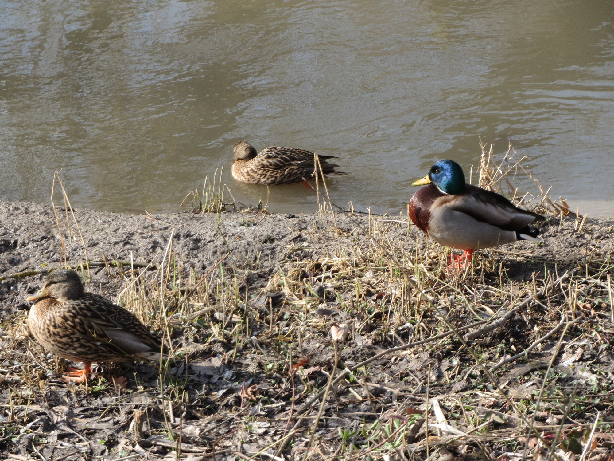 20150220Anas platyrhynchos1