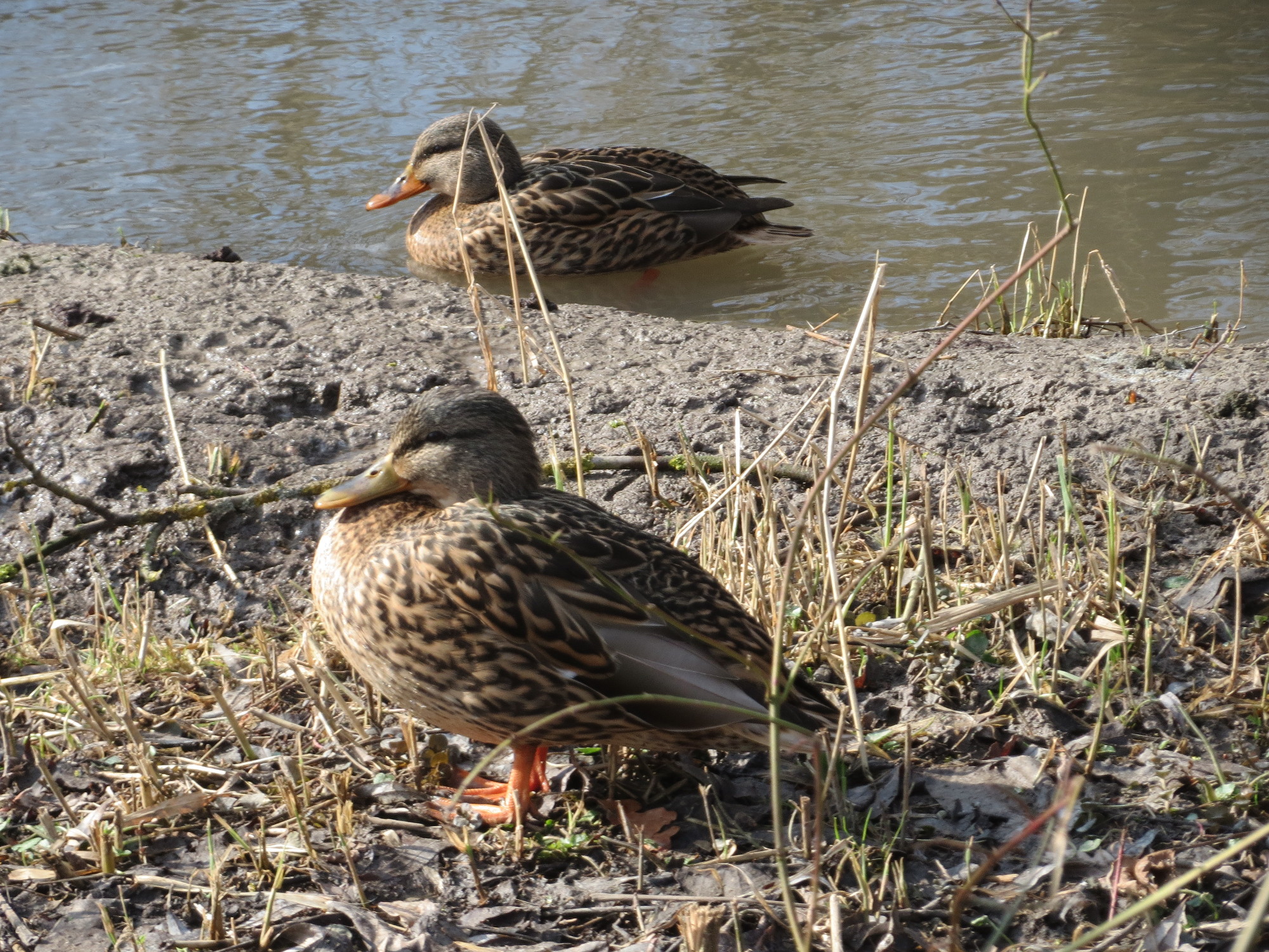20150220Anas platyrhynchos2