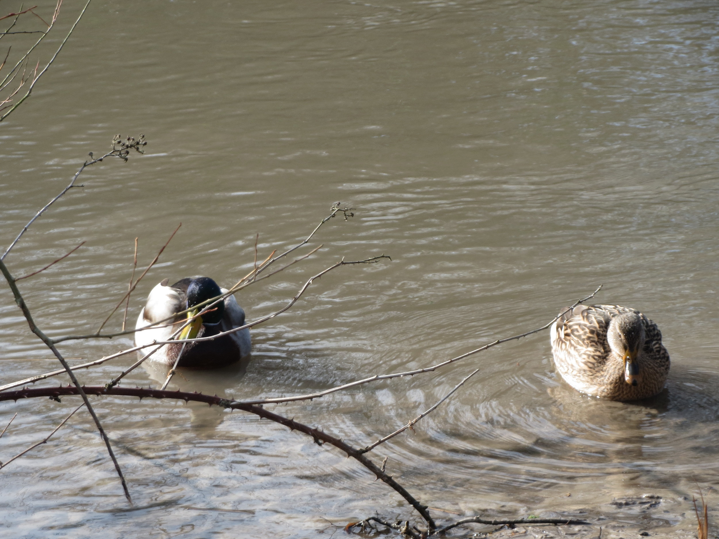 20150220Anas platyrhynchos3