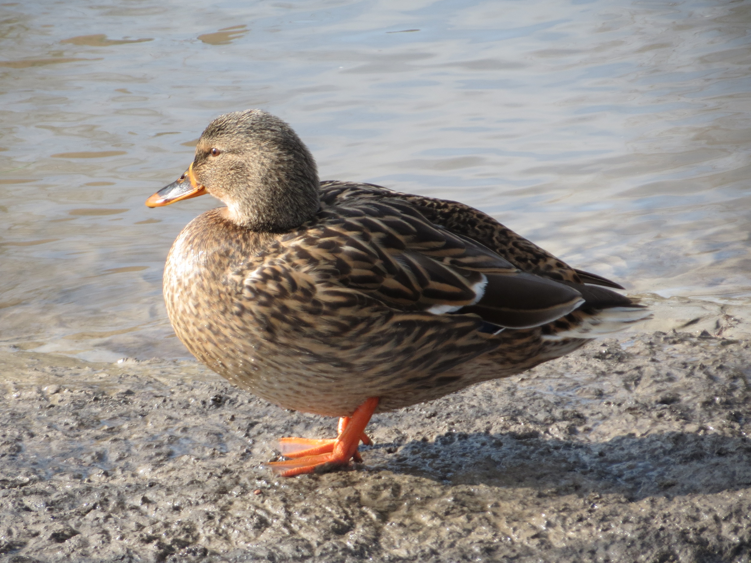 20150220Anas platyrhynchos7
