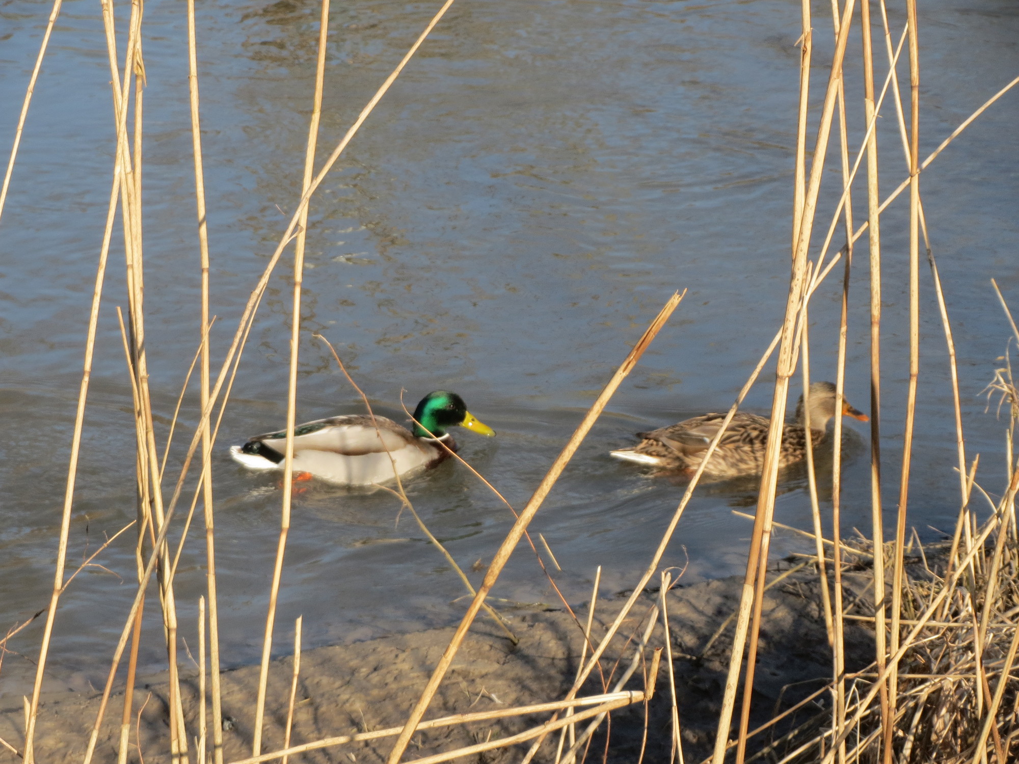 20150226Anas platyrhynchos