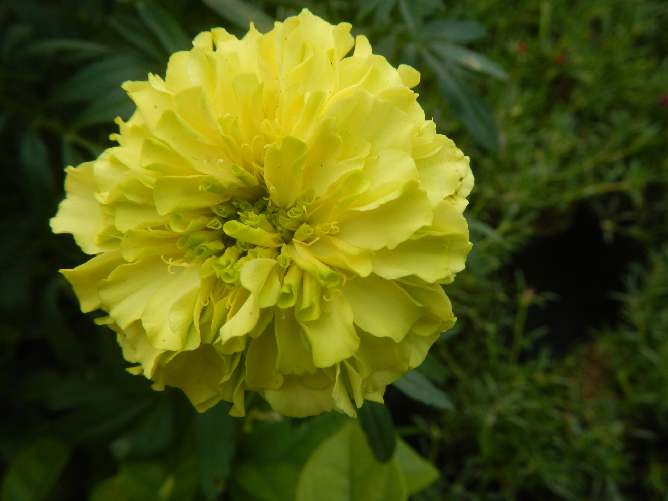 2037Garden City Flowers Guiguinto, Bulacan 04