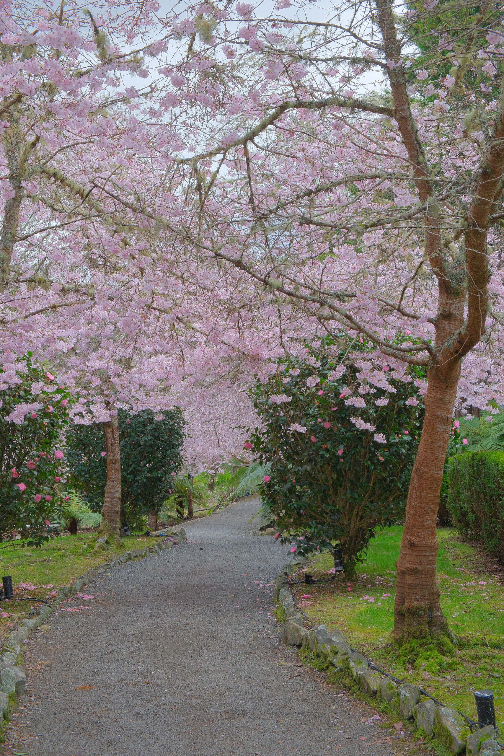 'Cherry Lane' in Aston Norwood Gardens with overhanging cherry blossoms