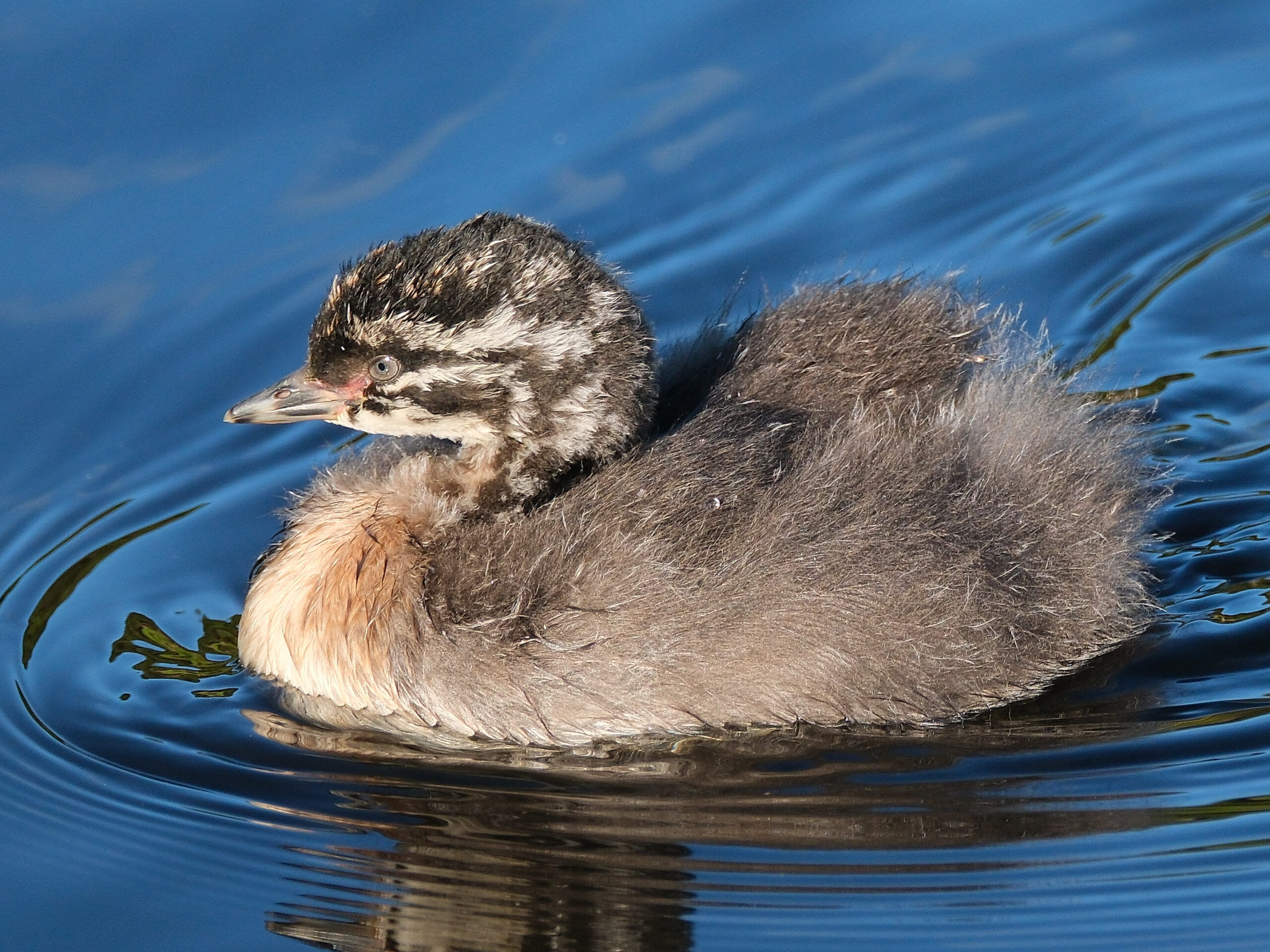 4-6 weeks old New Zealand dabchick chick swimming