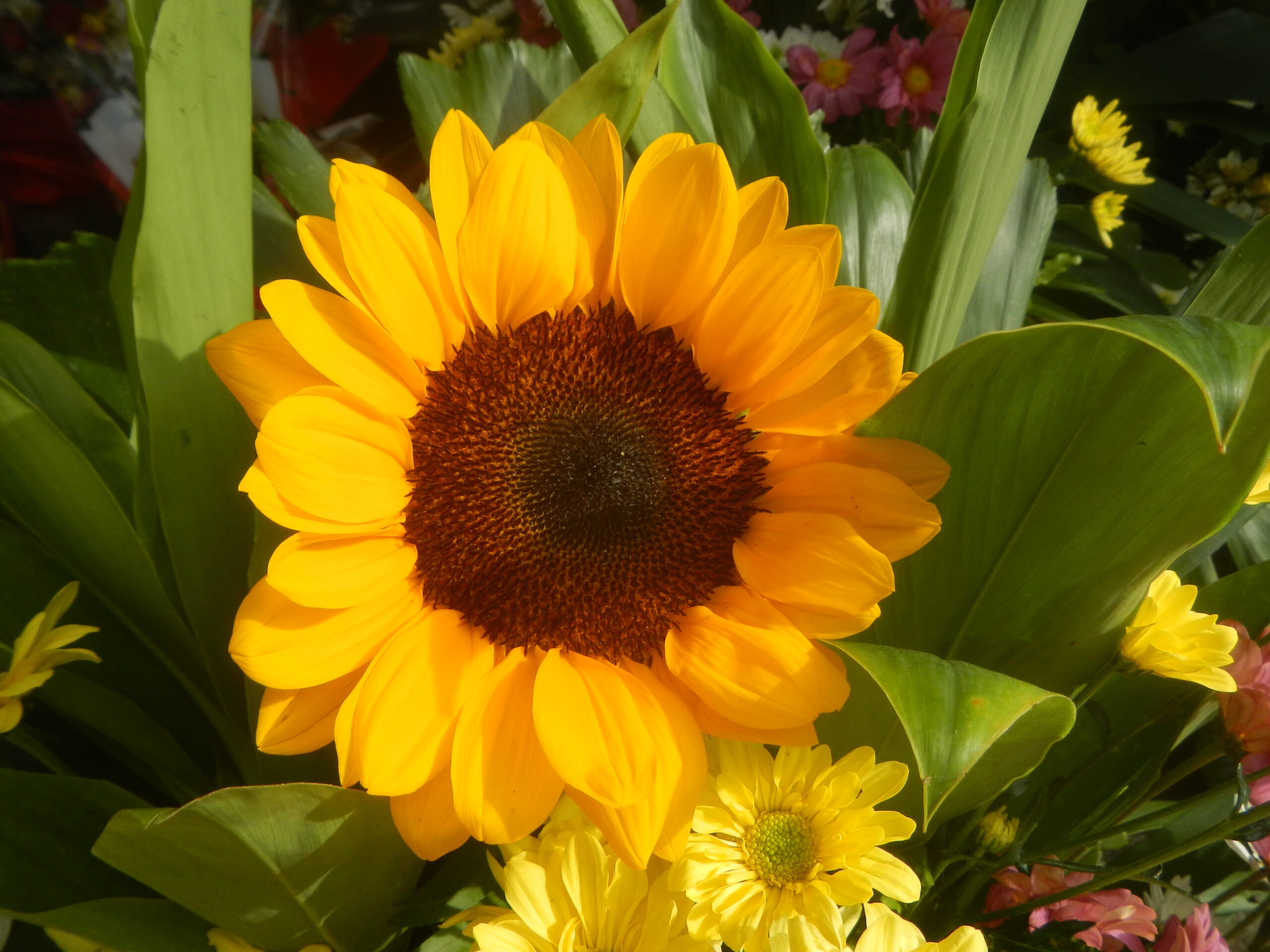 6272Flowers of the Philippines 20