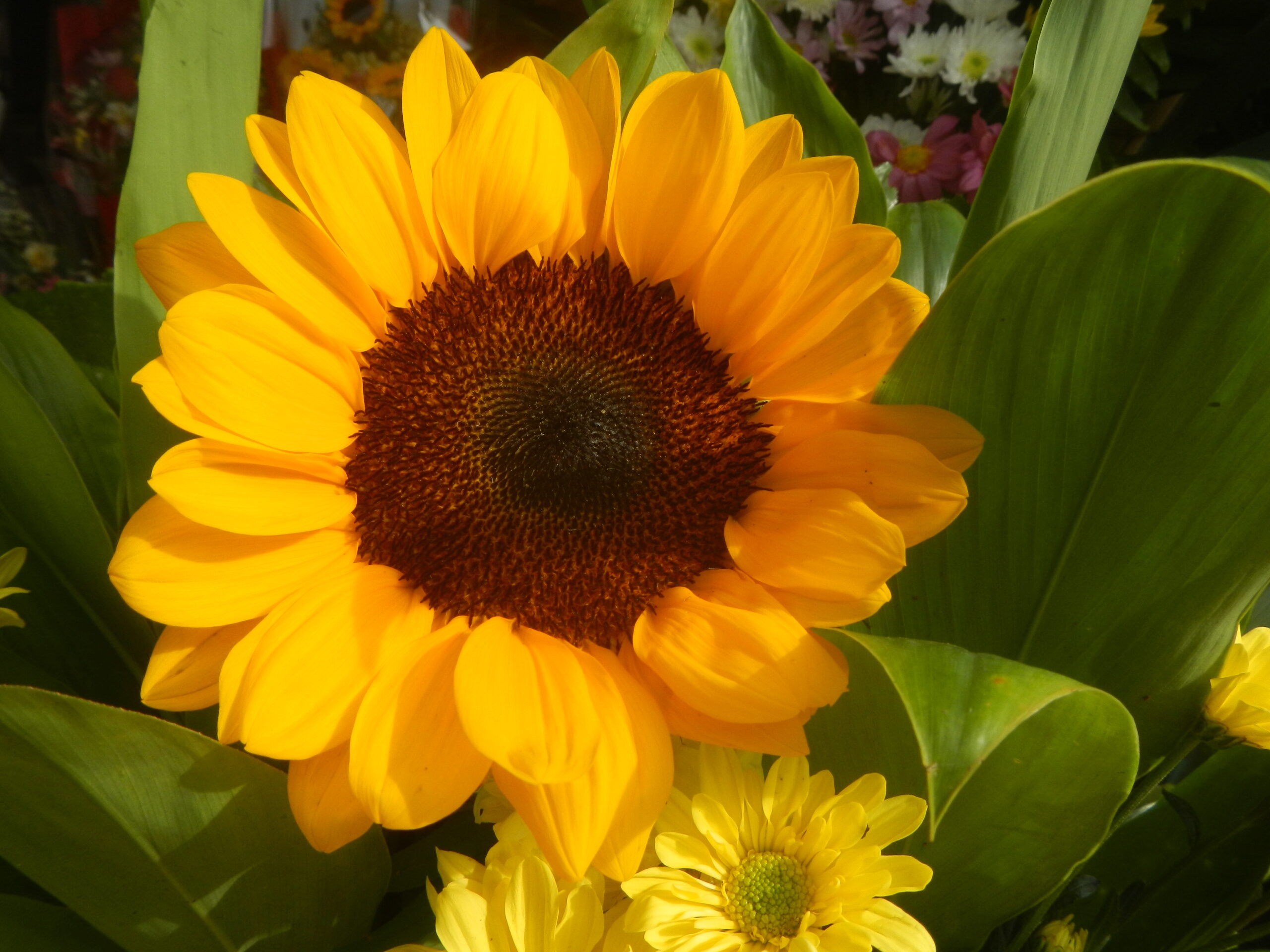 6272Flowers of the Philippines 21