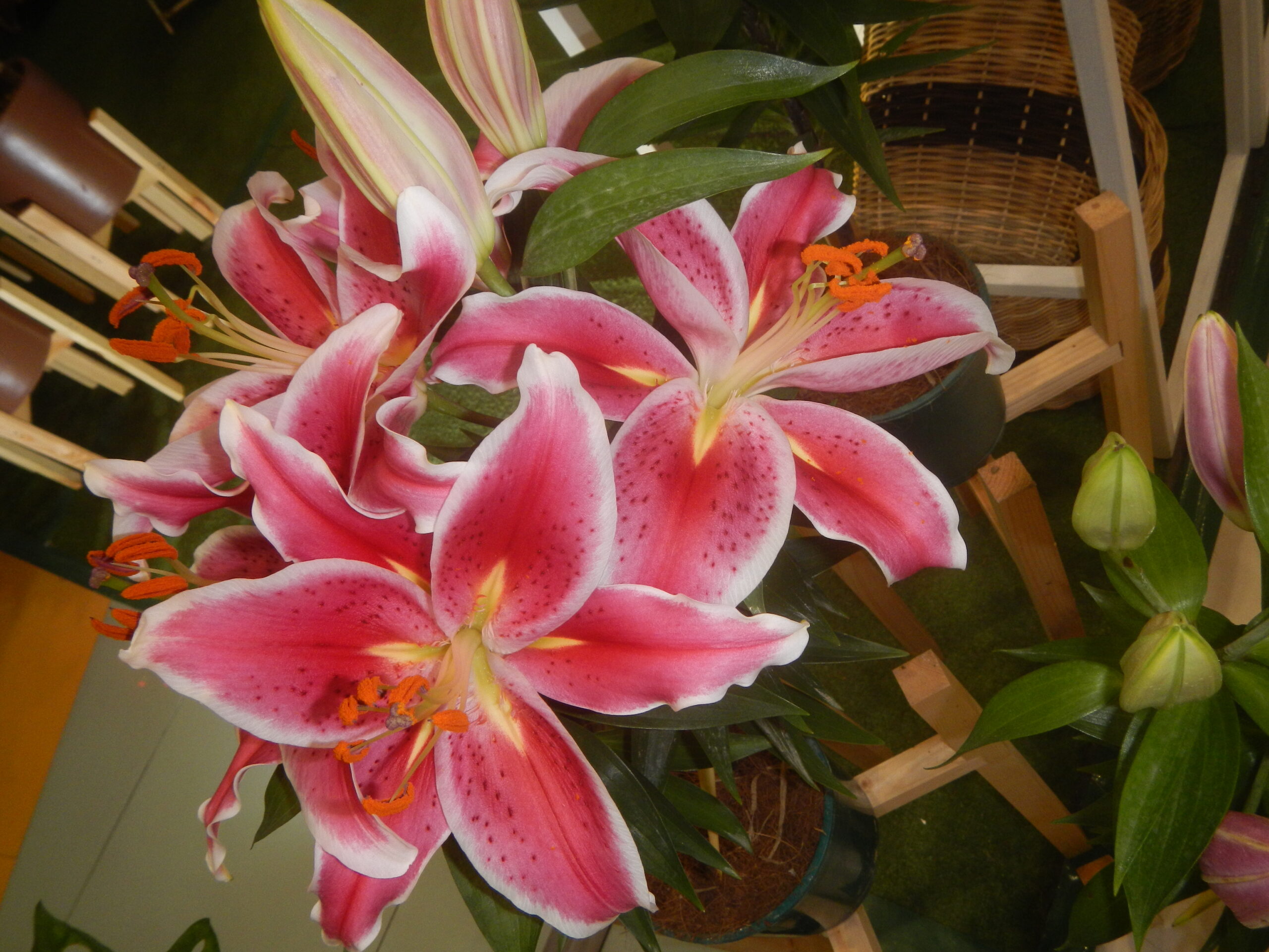 6542Plants of the Philippines 47