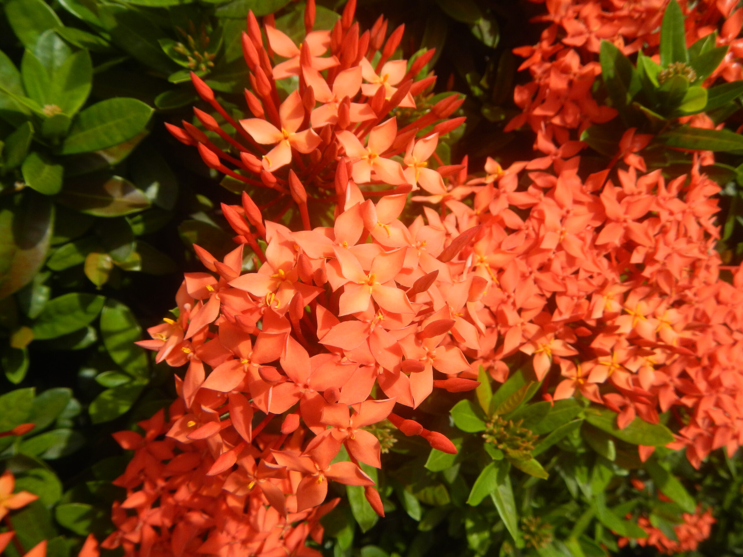 7745Ixora coccinea flowers in the Philippines 12