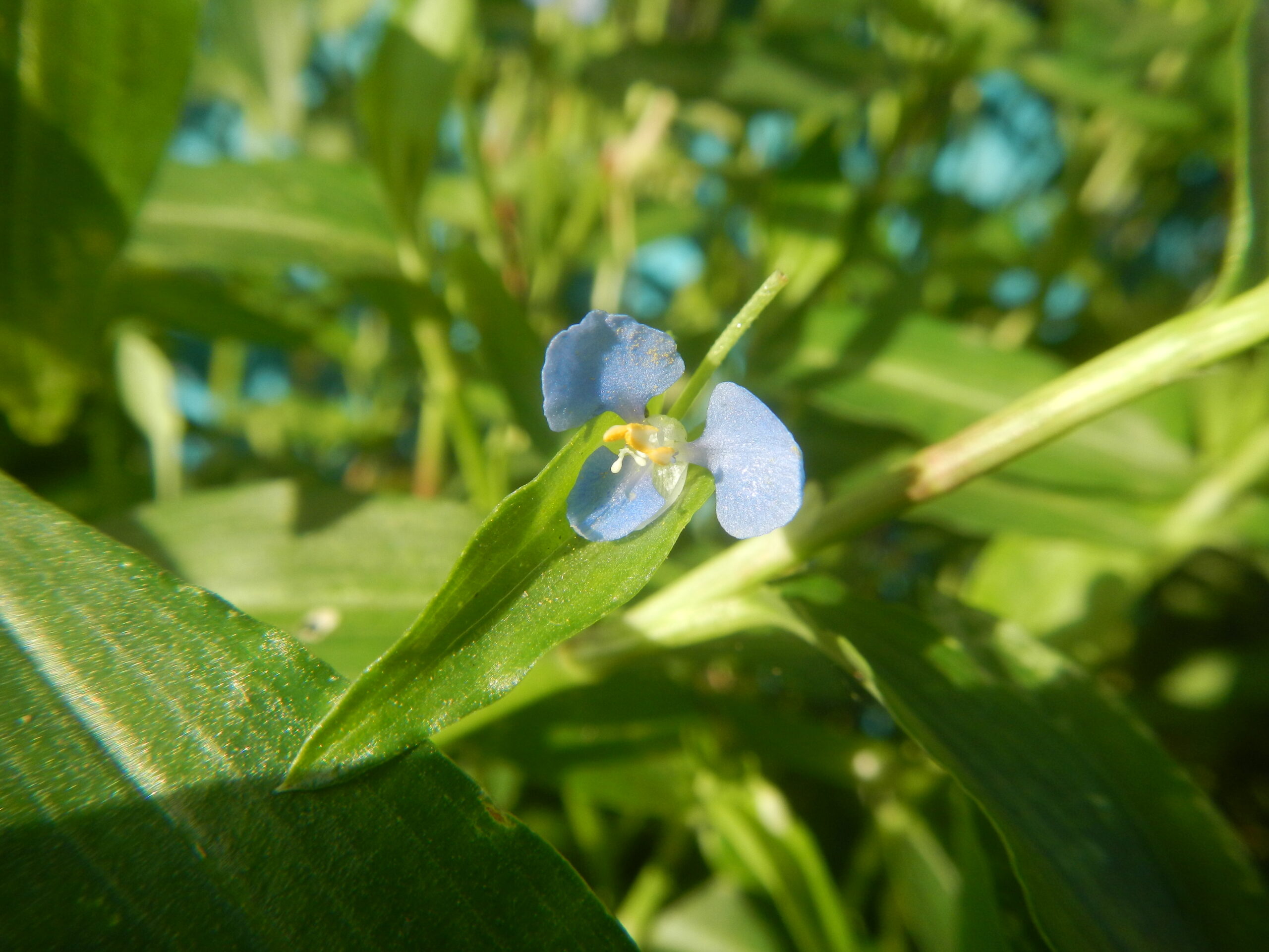 9875Wild flowers in the Philippines 06