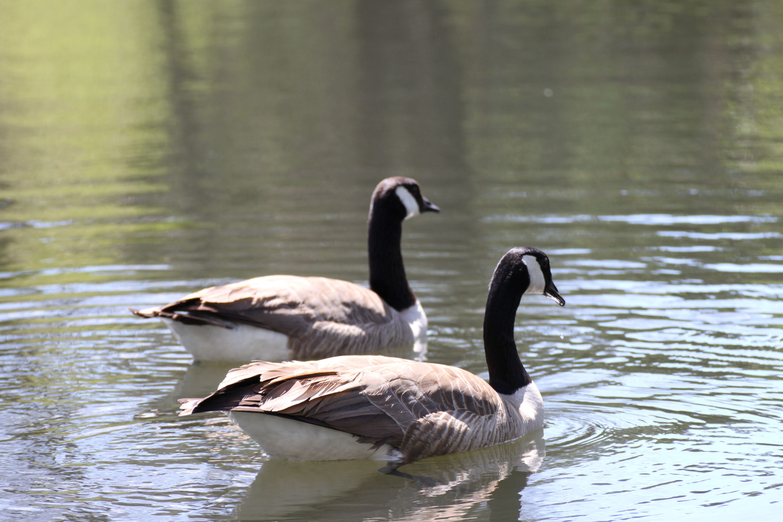 AWonder Canada Geese 001