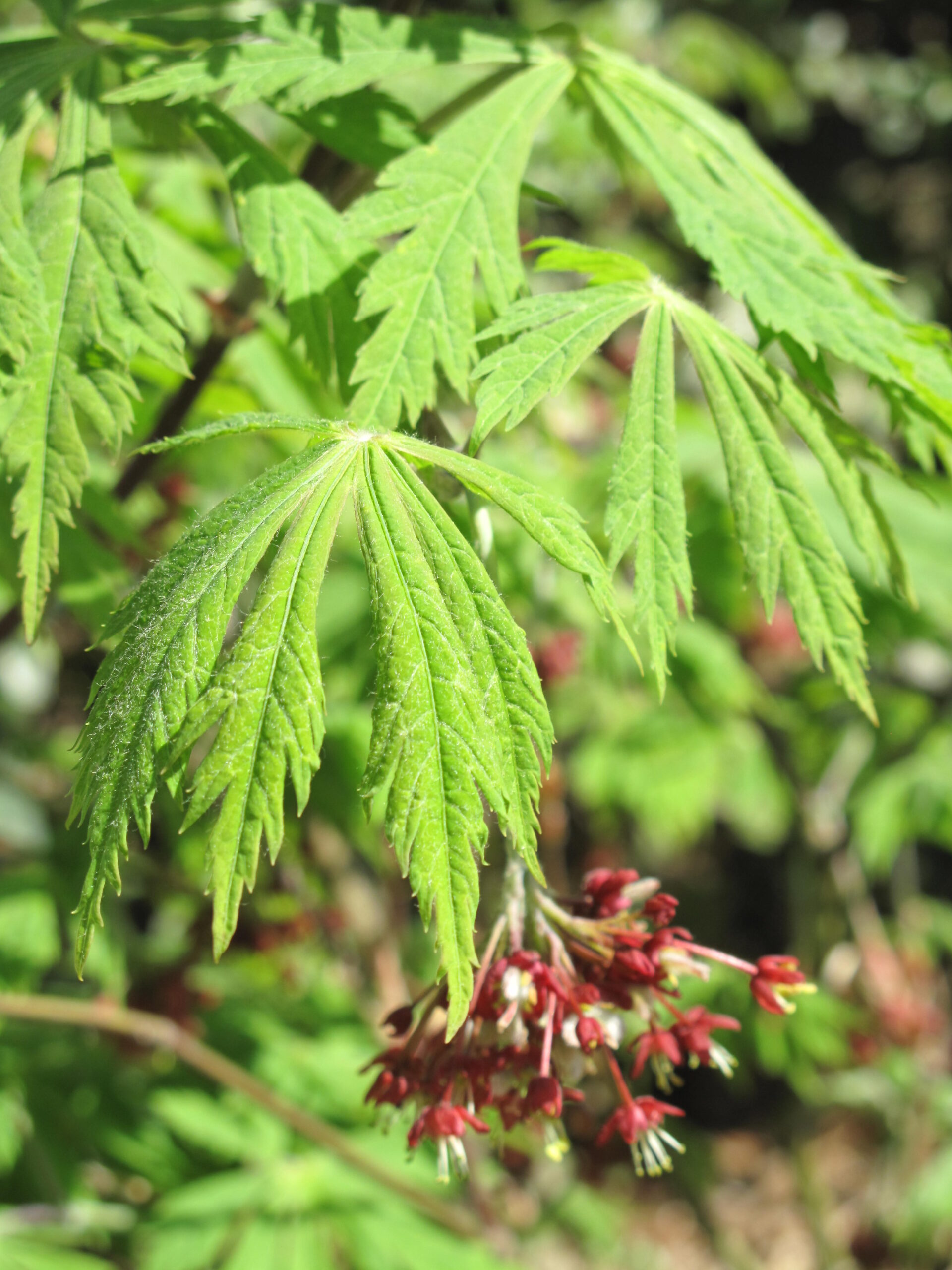 Acer palmatum in olive park Roquebrune (flower)
