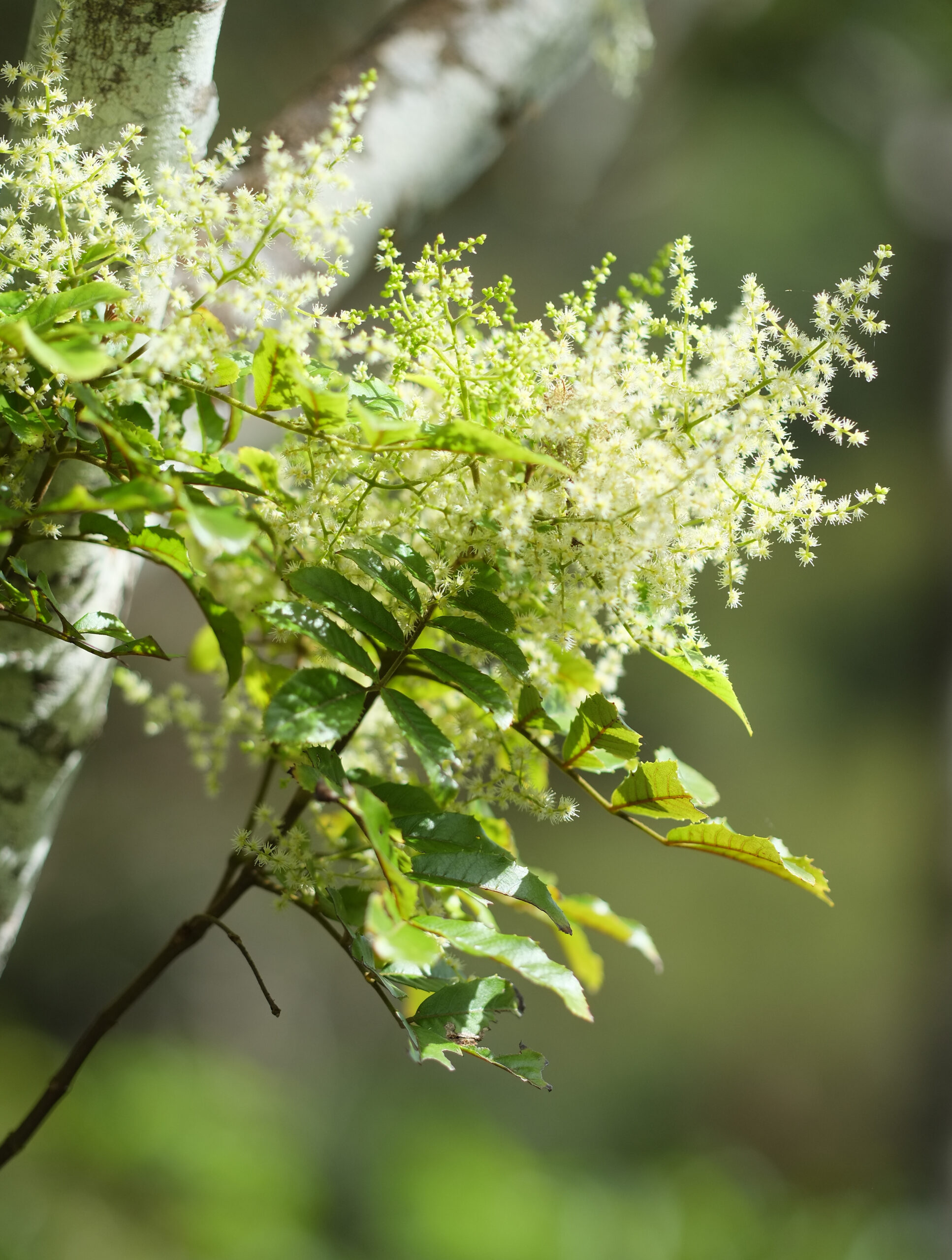 Ackama rosifolia (Makamaka) inflorescence and leaves