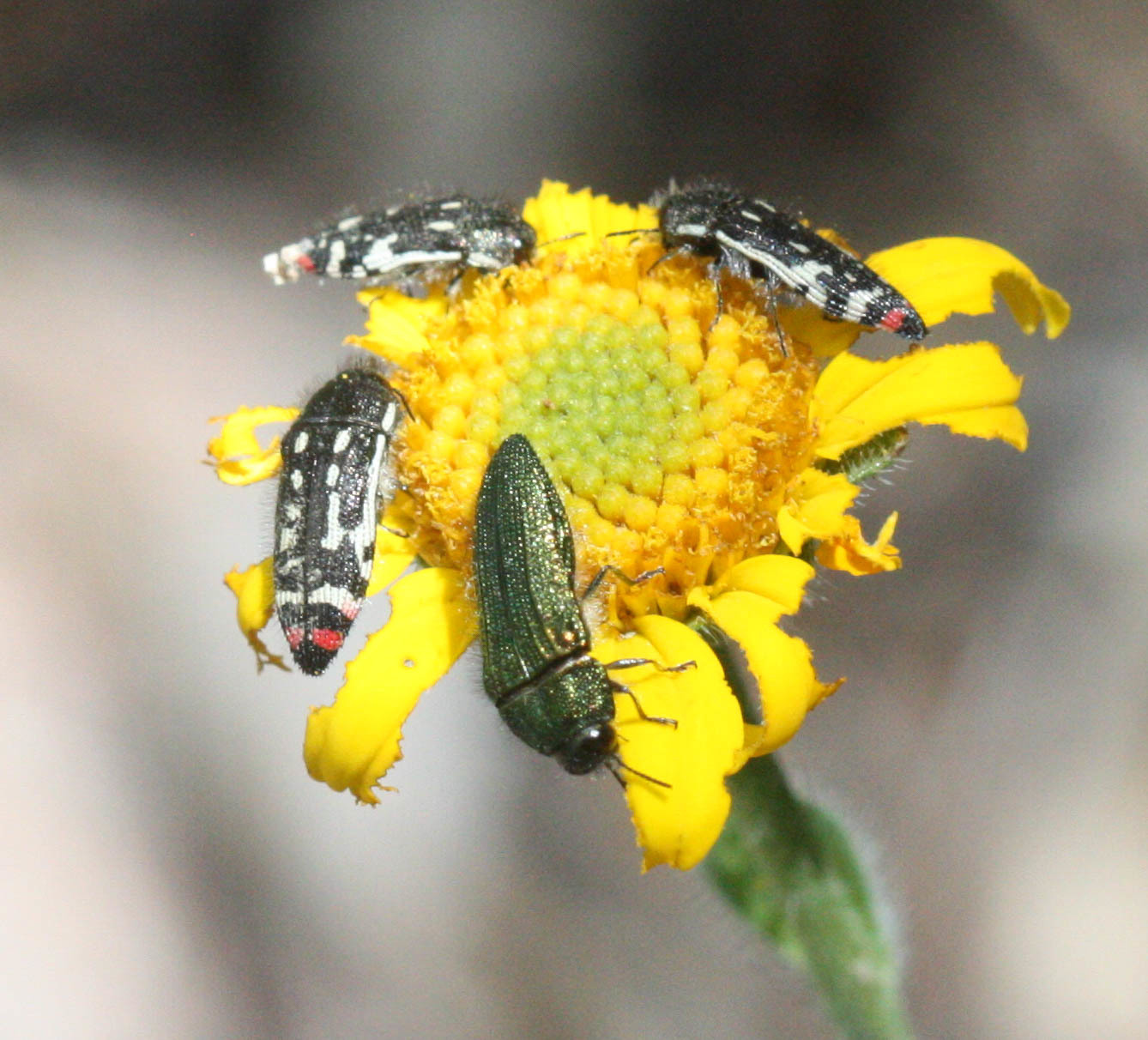 Acmaeodera amabilis 10042802