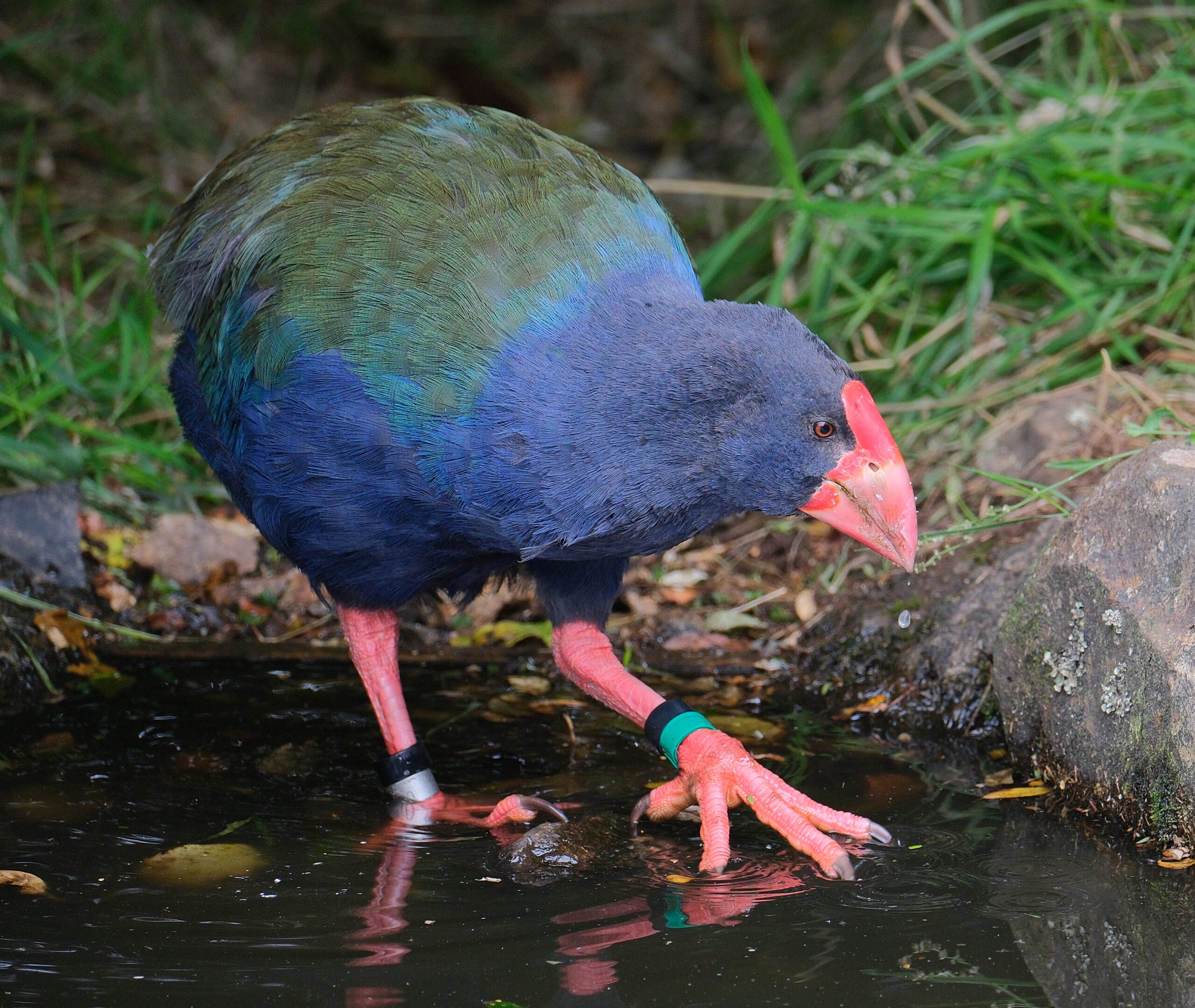 Adult takahe walking in shallow pond