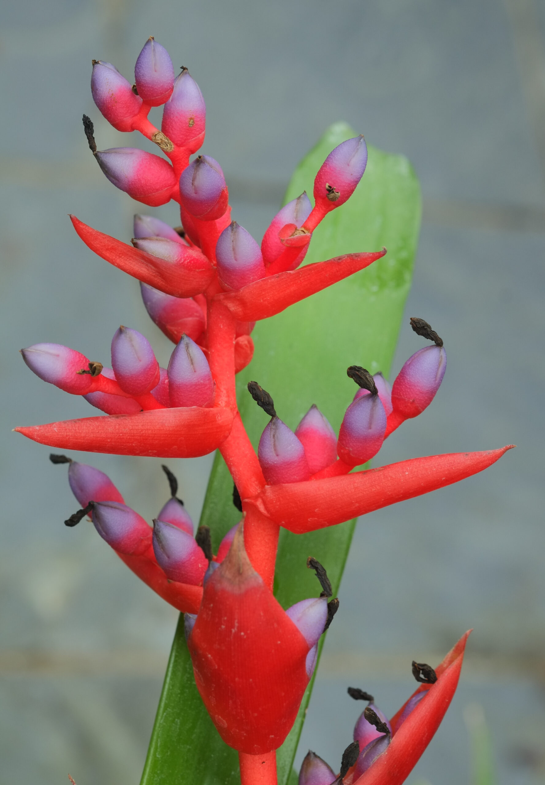 Aechmea weilbachii flower