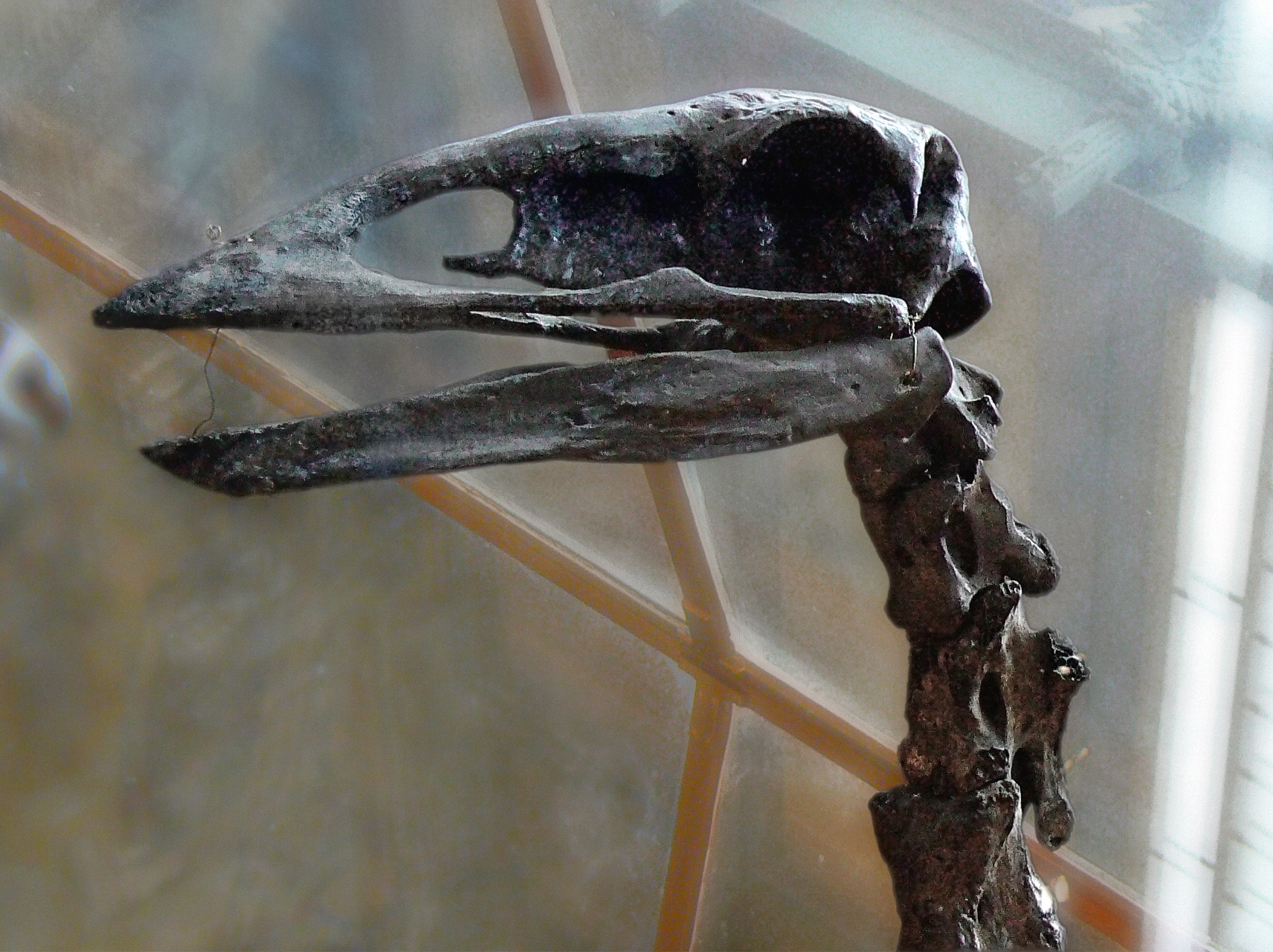 Aepyornis skull B