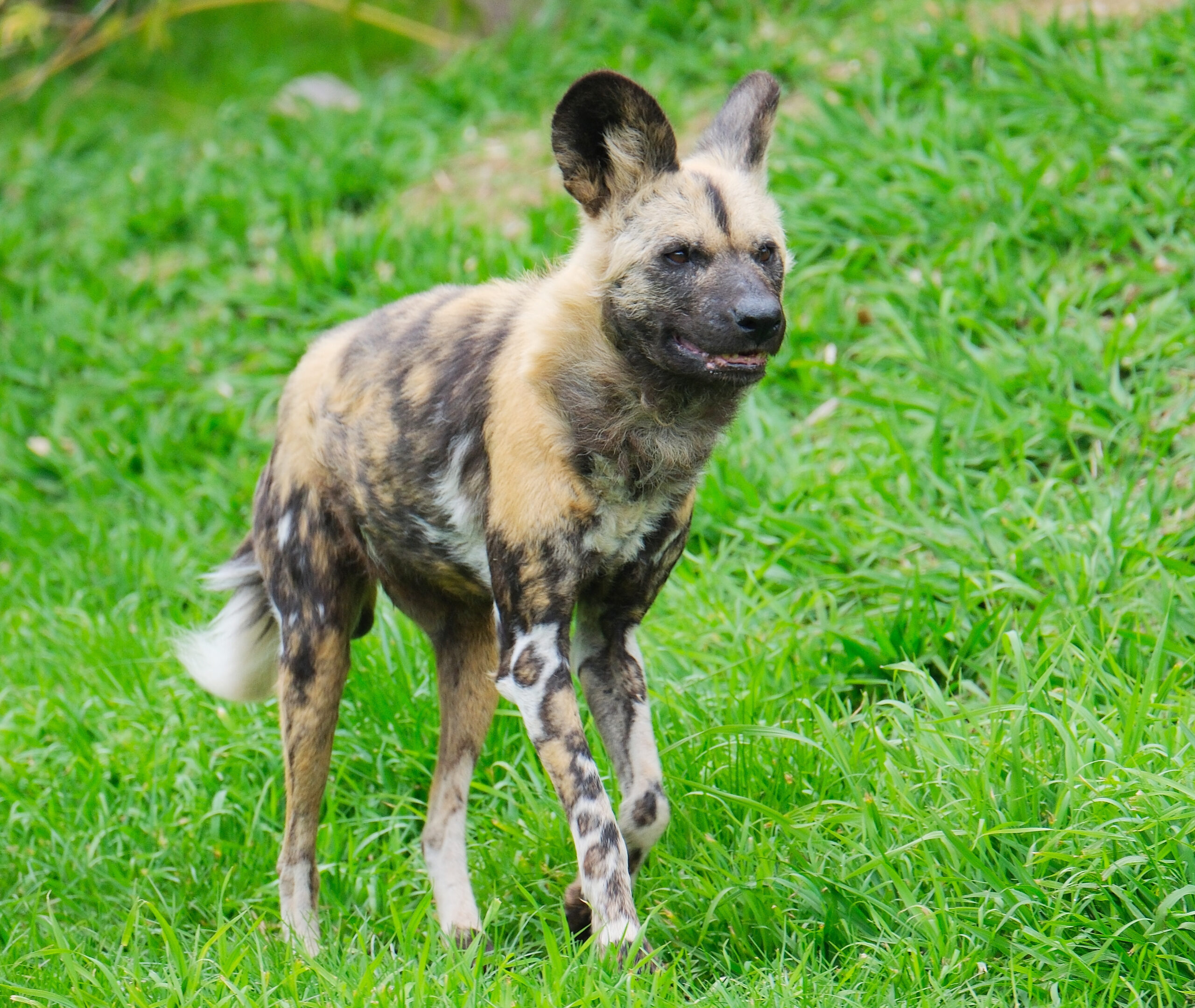 African Hunting Dog walking through grass in Hamilton Zoo
