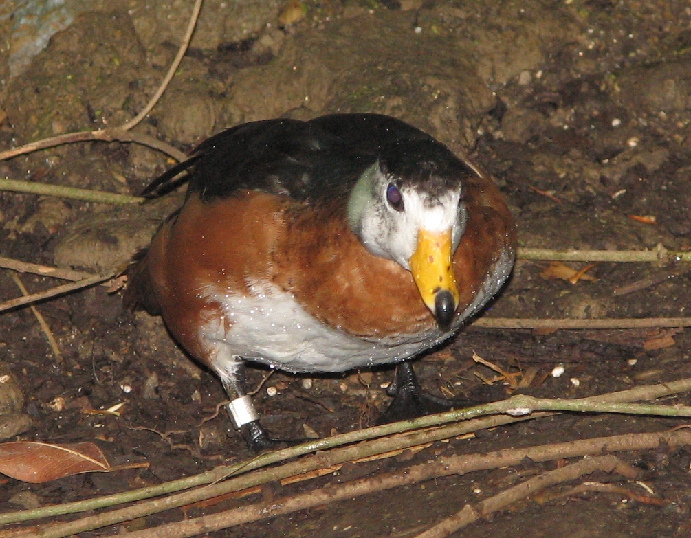 African Pygmy Goose