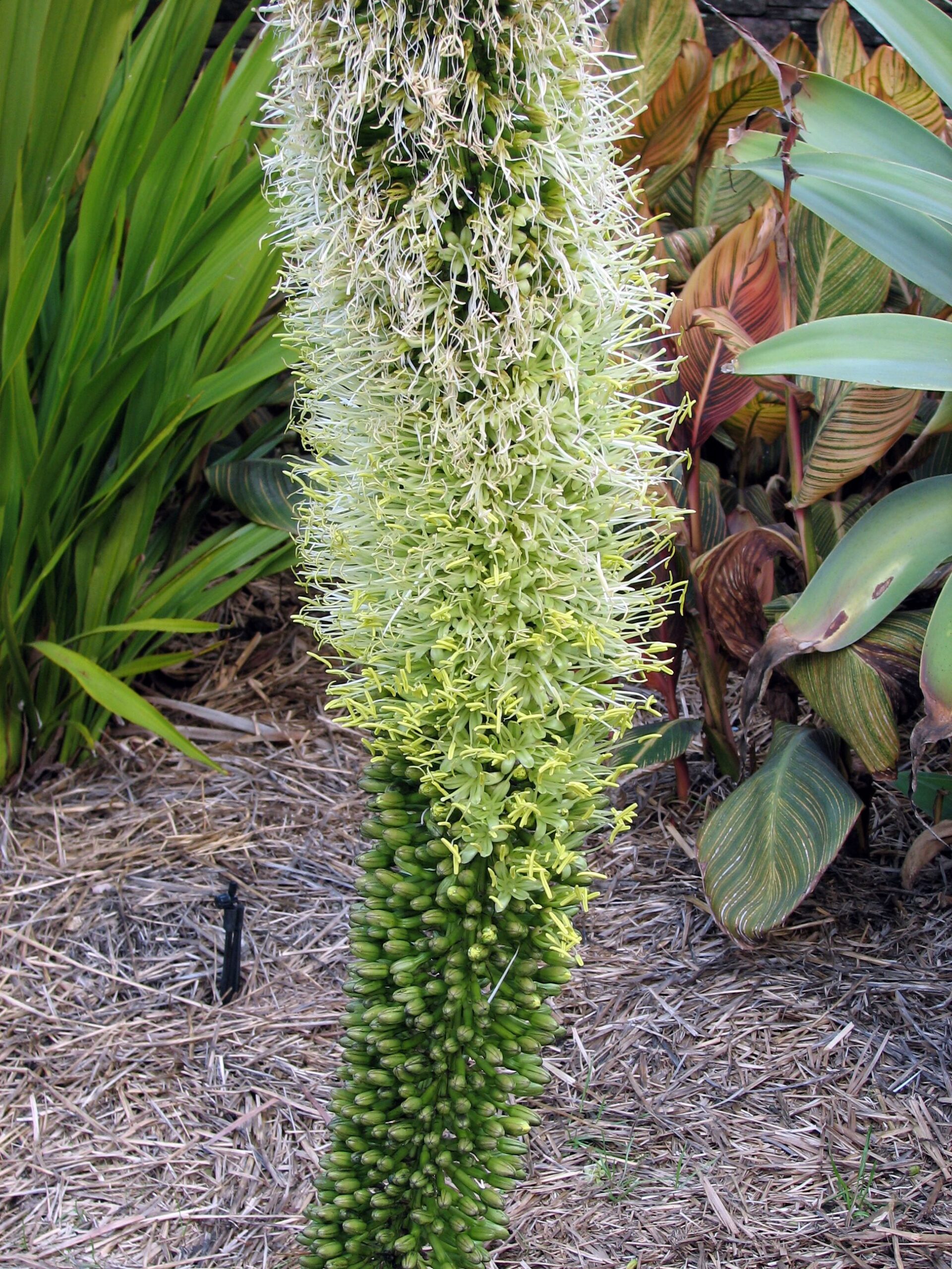 Agave attenuata flower stem