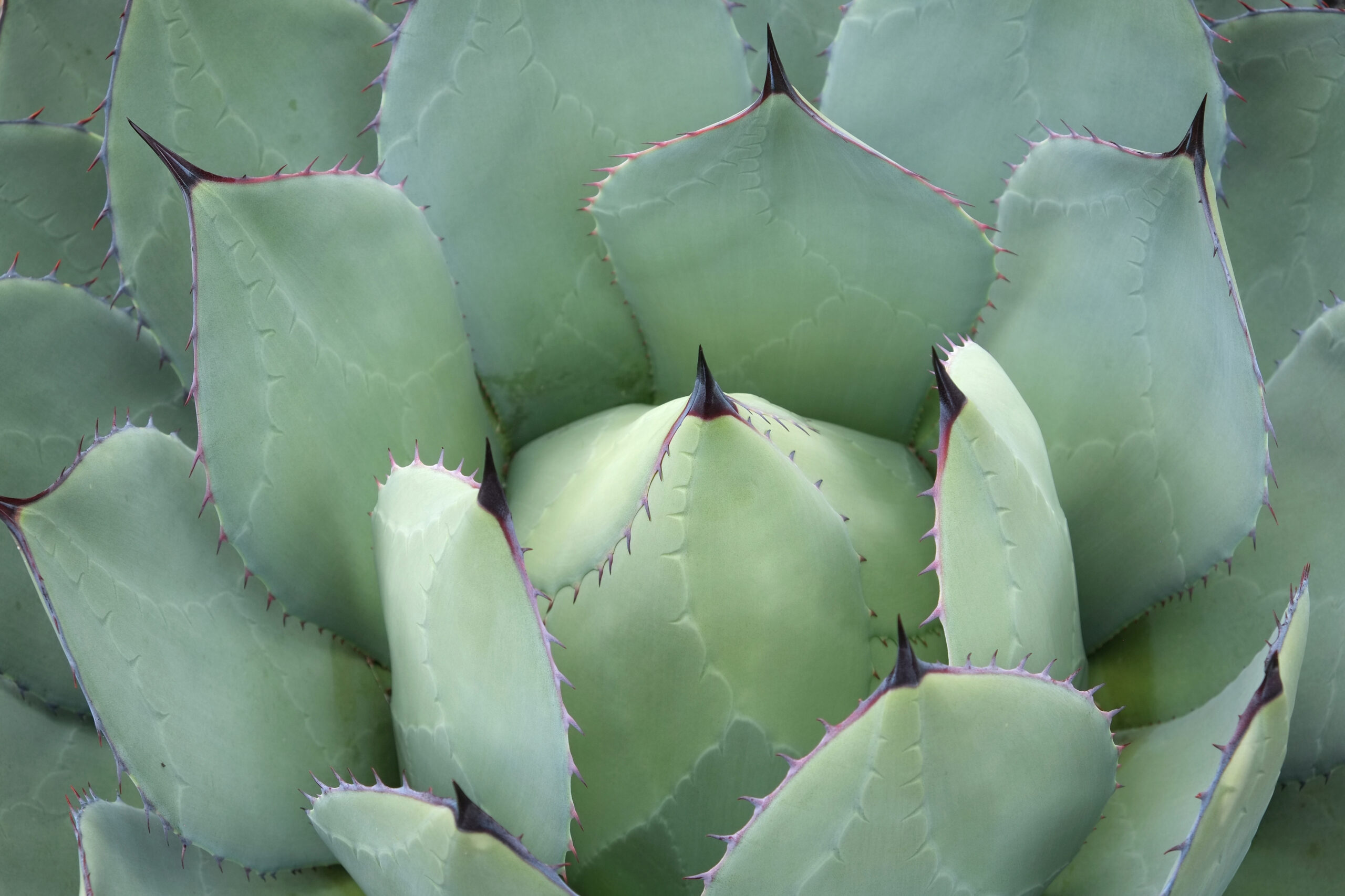 Agave potatorum center