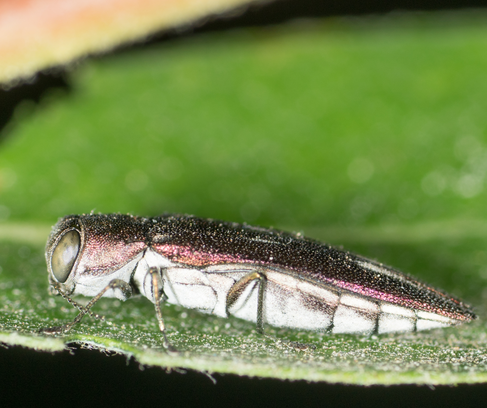 Agrilus quadriguttatus ssp. niveiventris