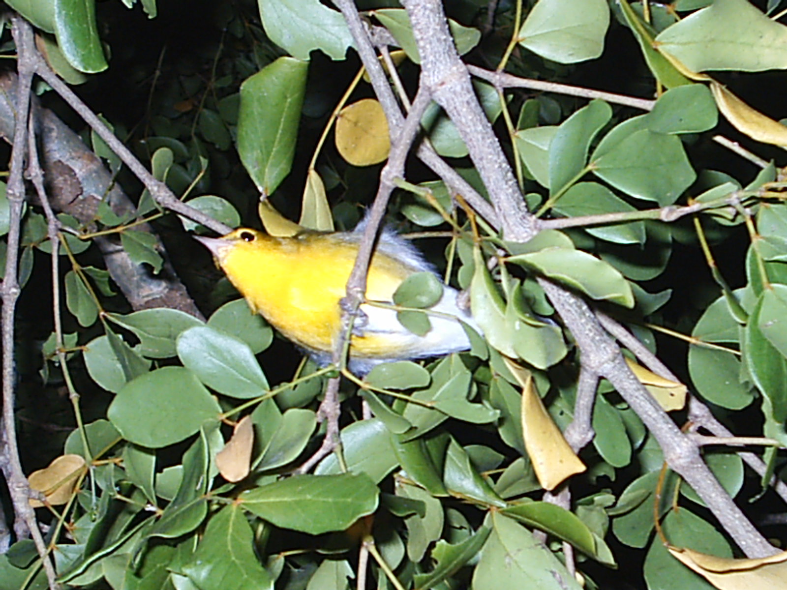 Alambrito