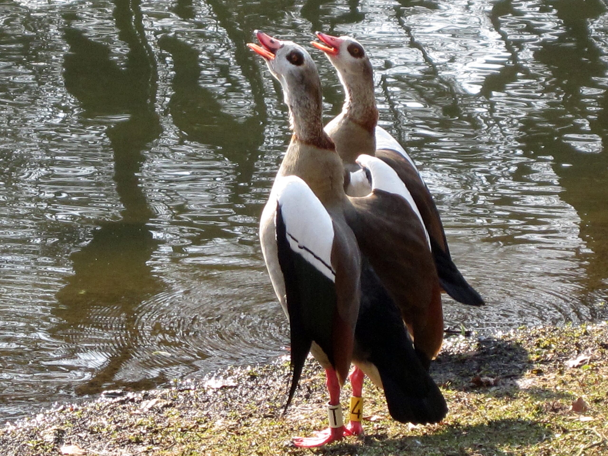 Alopochen aegyptiaca (Egyptian Goose), Arnhem, the Netherlands