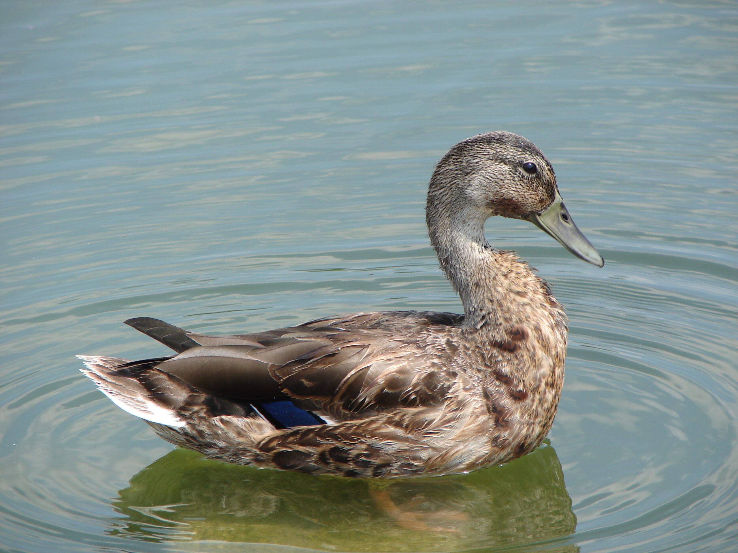American Black Duck - Mallard hybrid DC