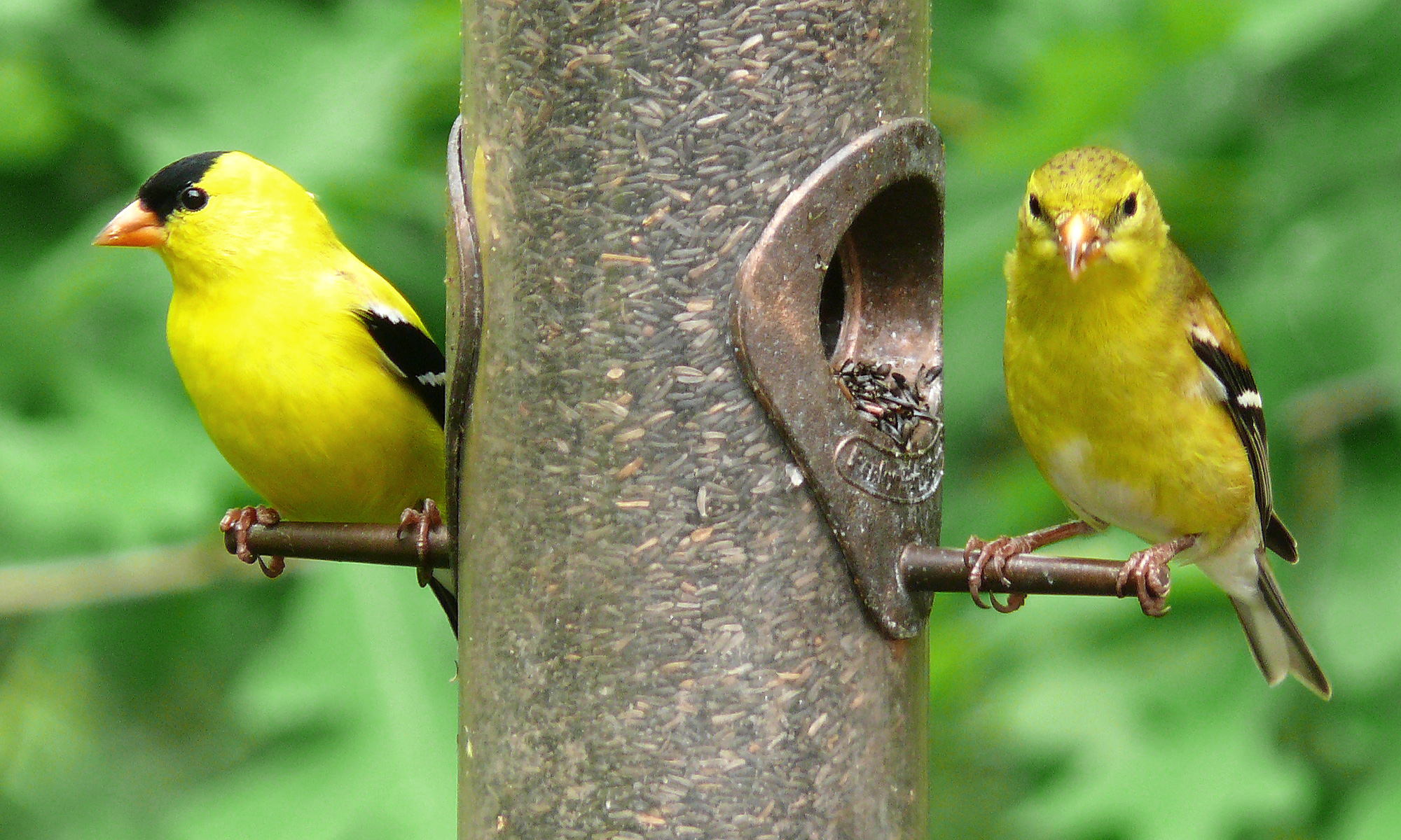 American Goldfinch-27527