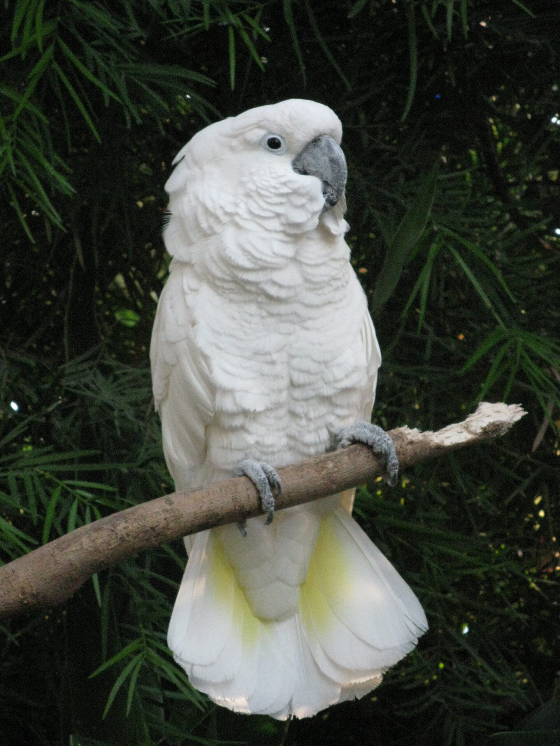 Angel at Centennial Park Conservatory