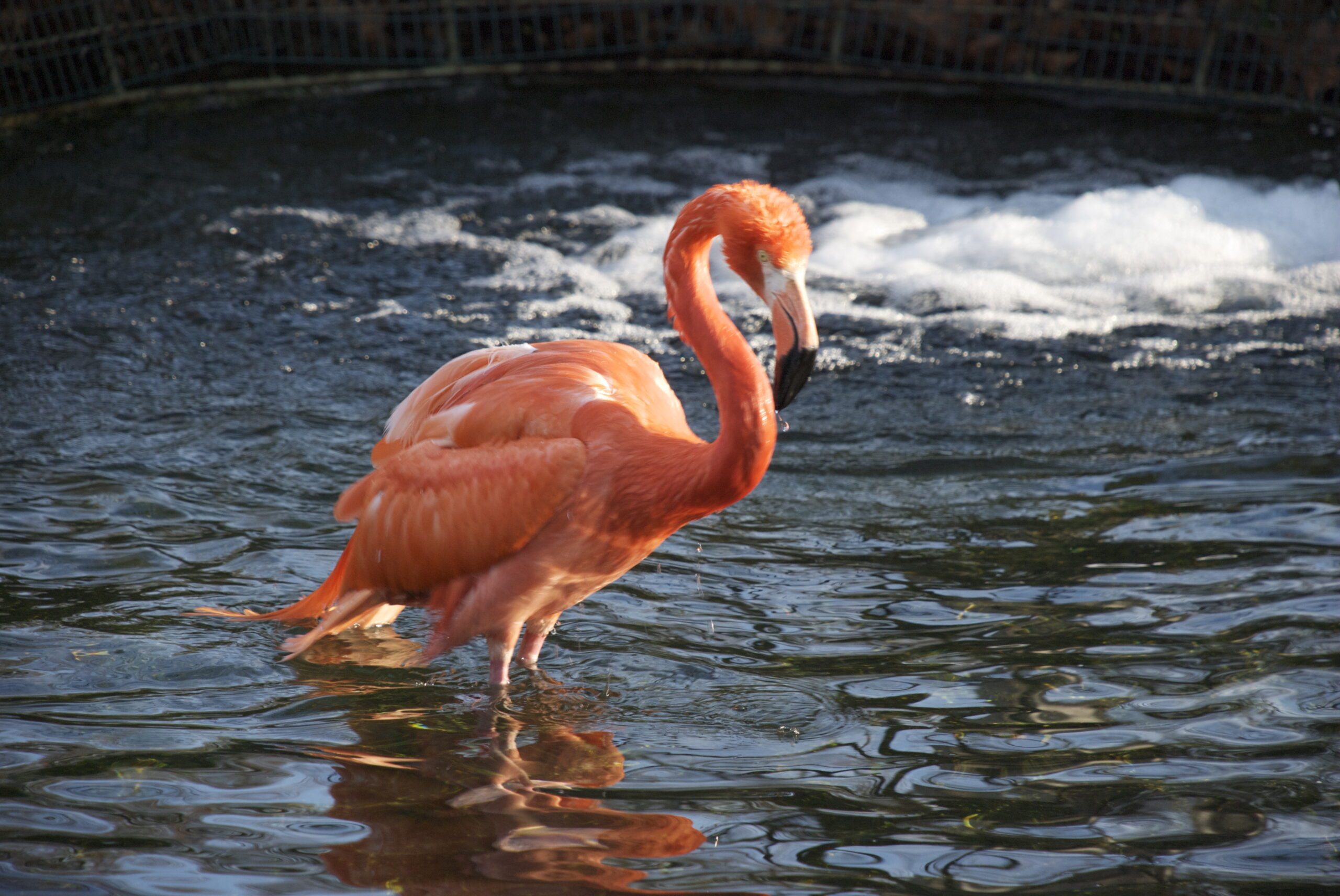 Animal Flamingo