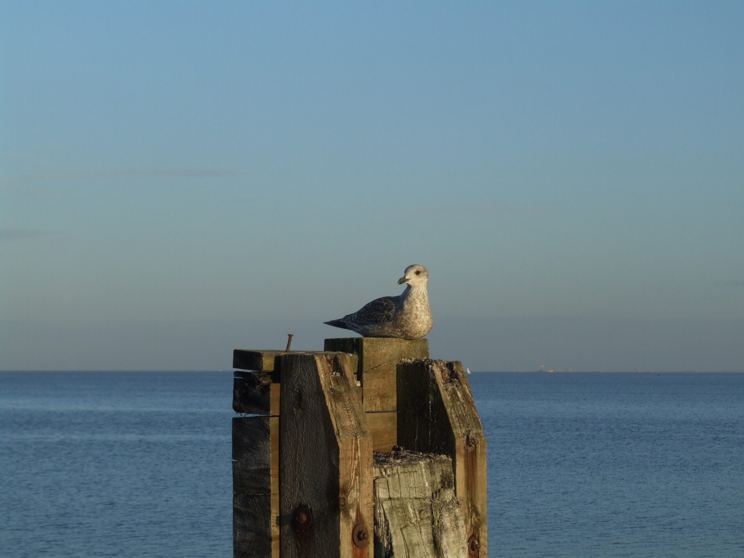 Animals in Gdynia - 001