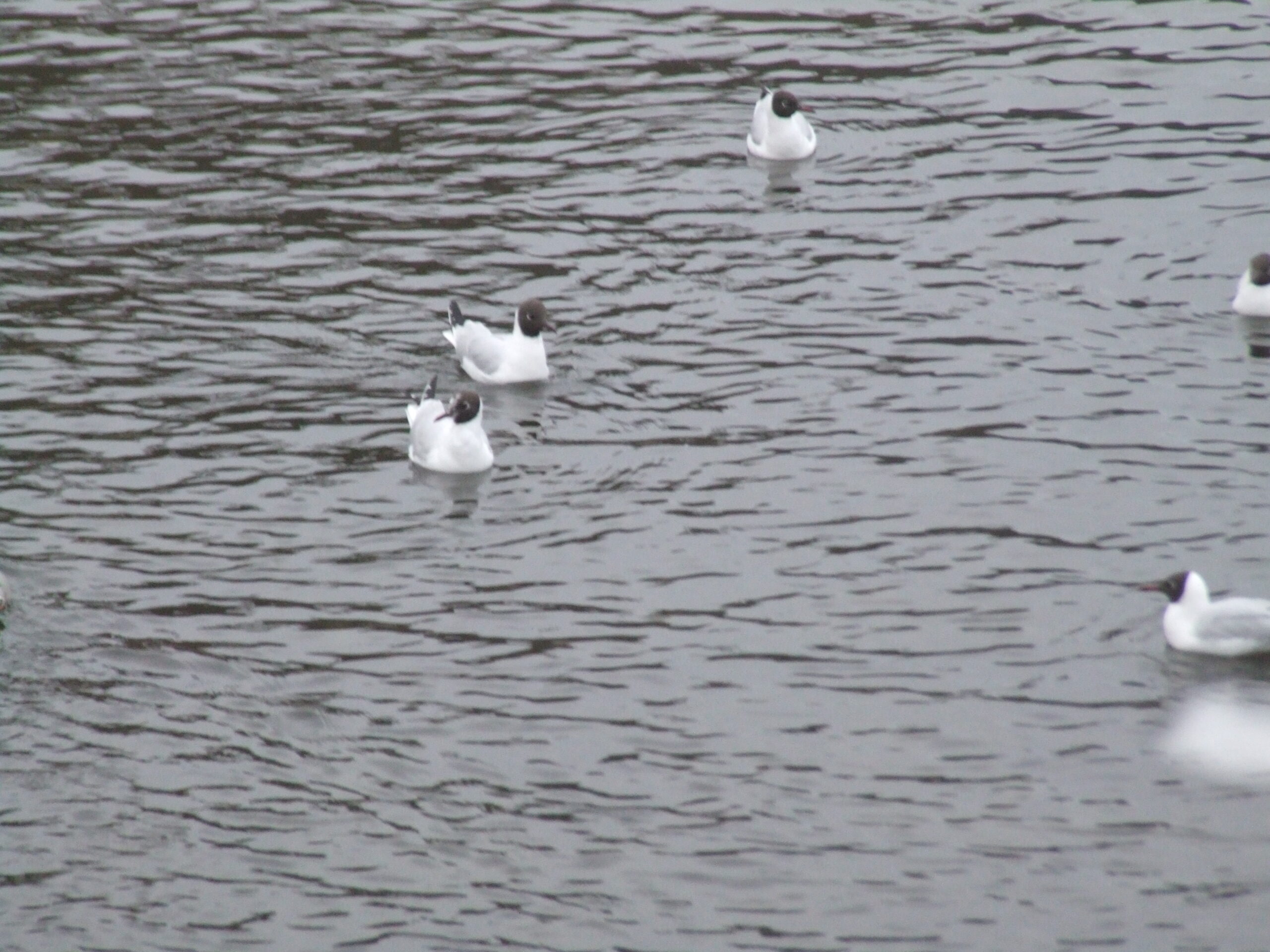 Animals in Gdynia - 005