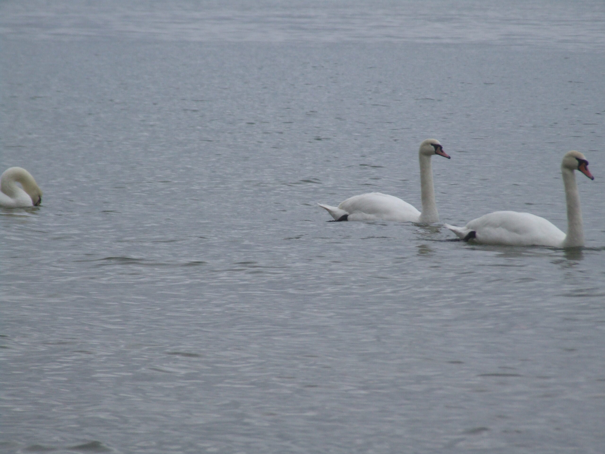 Animals in Gdynia - 010