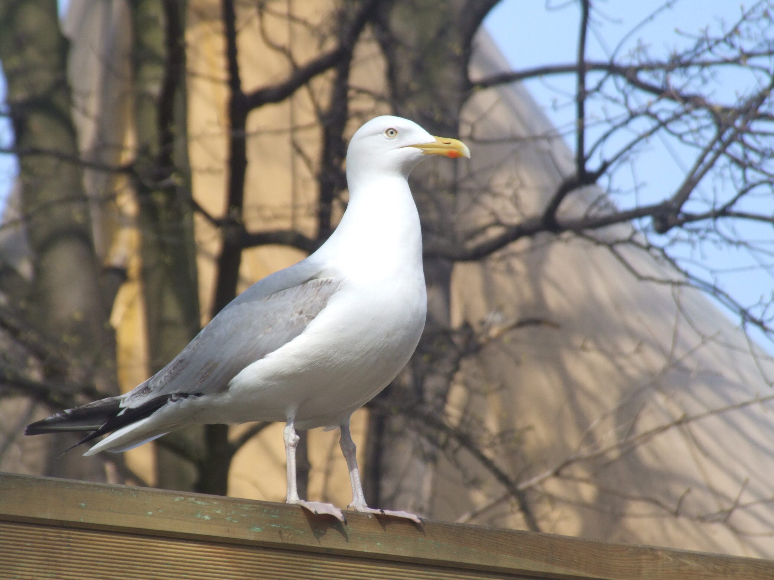 Animals in Gdynia - 014