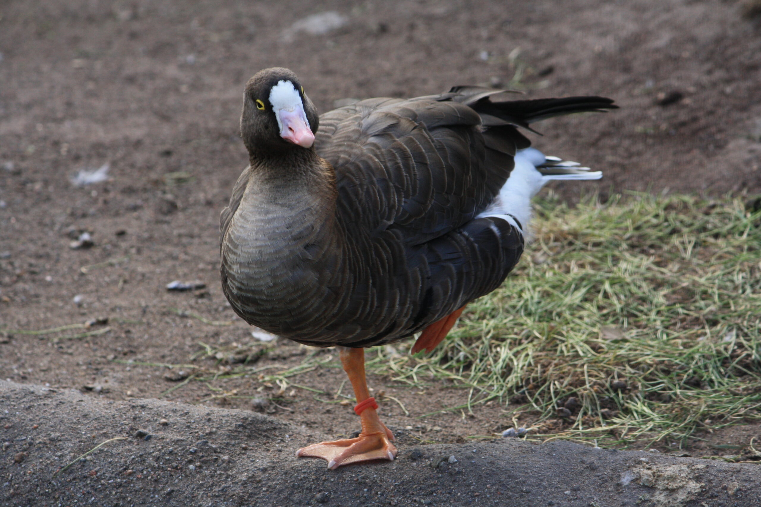 Anser erythropus (standing on one leg)