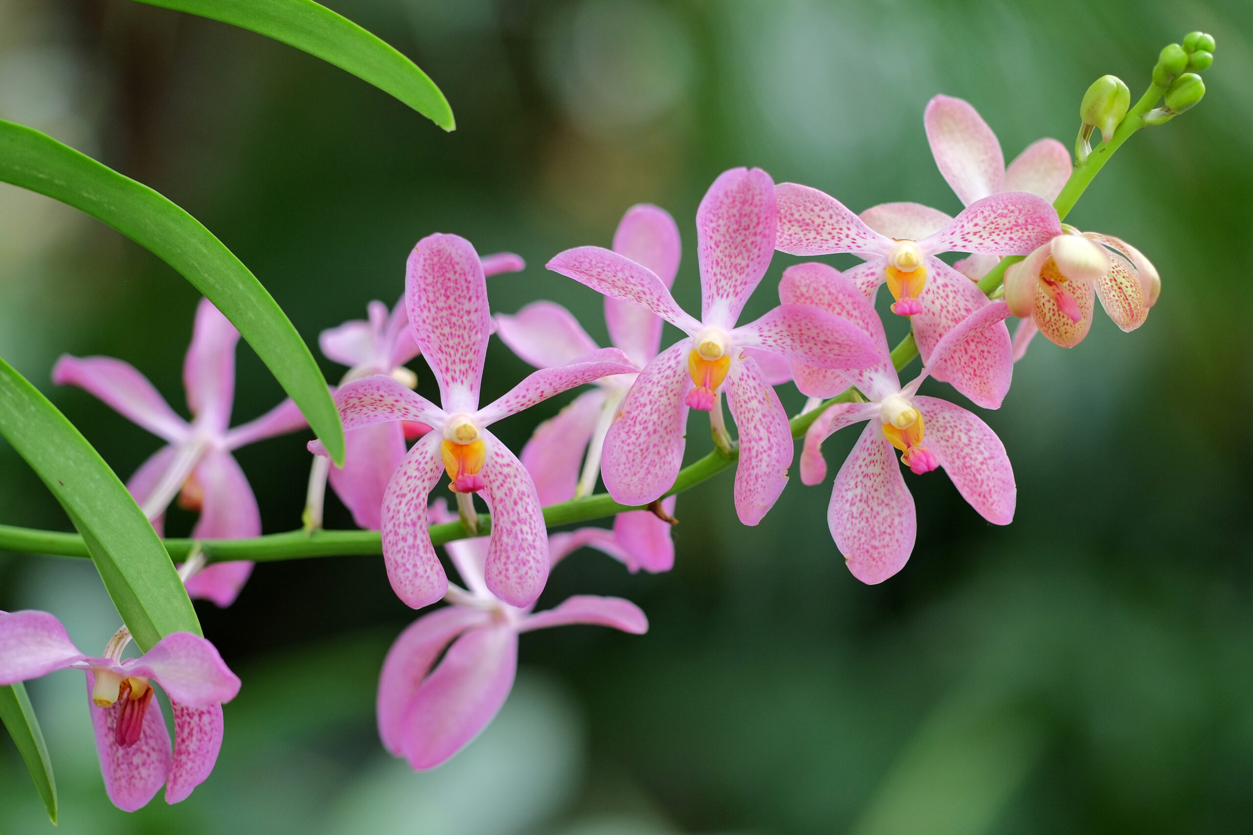 Aranda orchid hybrid flowers