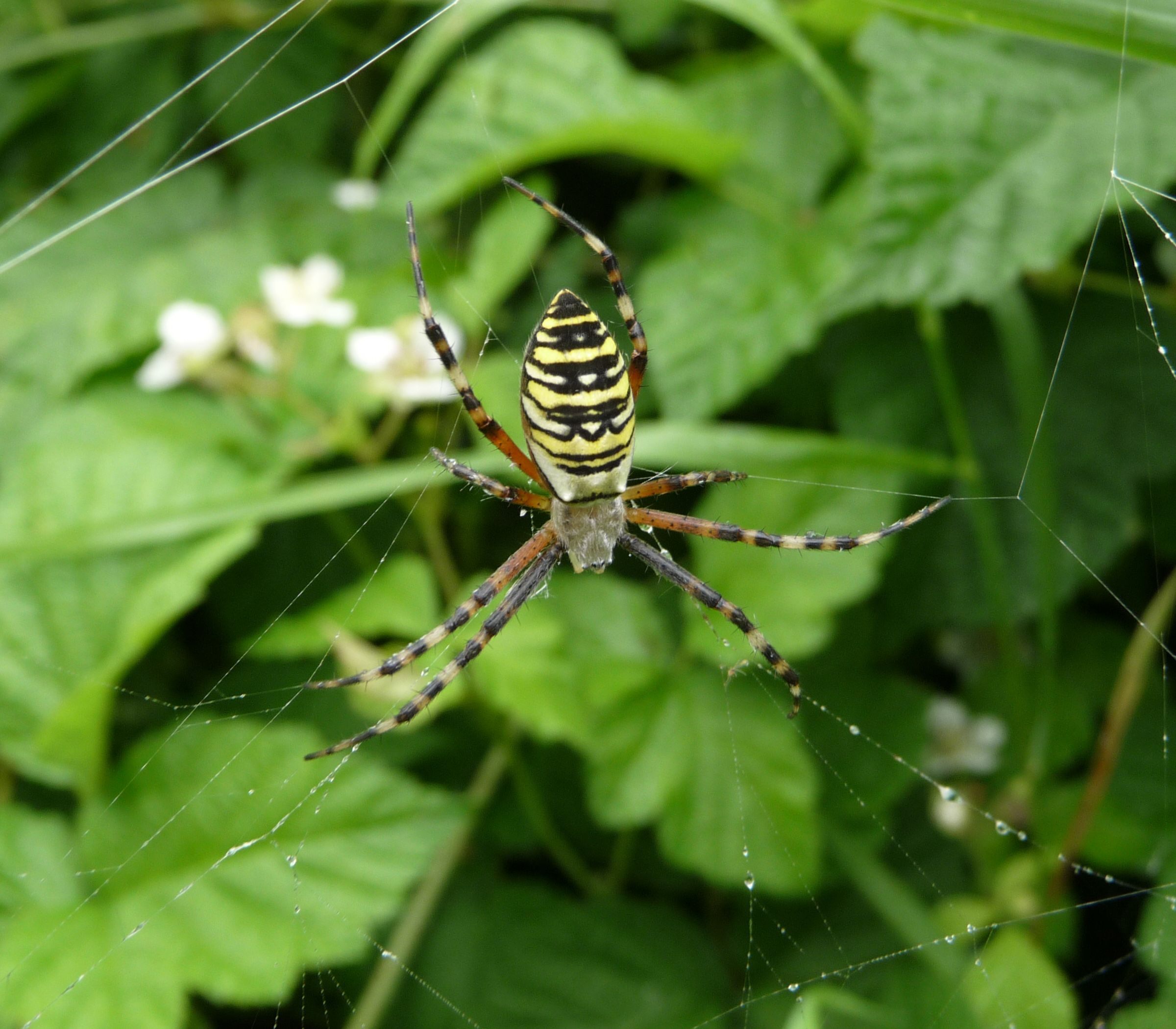 Argiope bruennichi 2009 G1