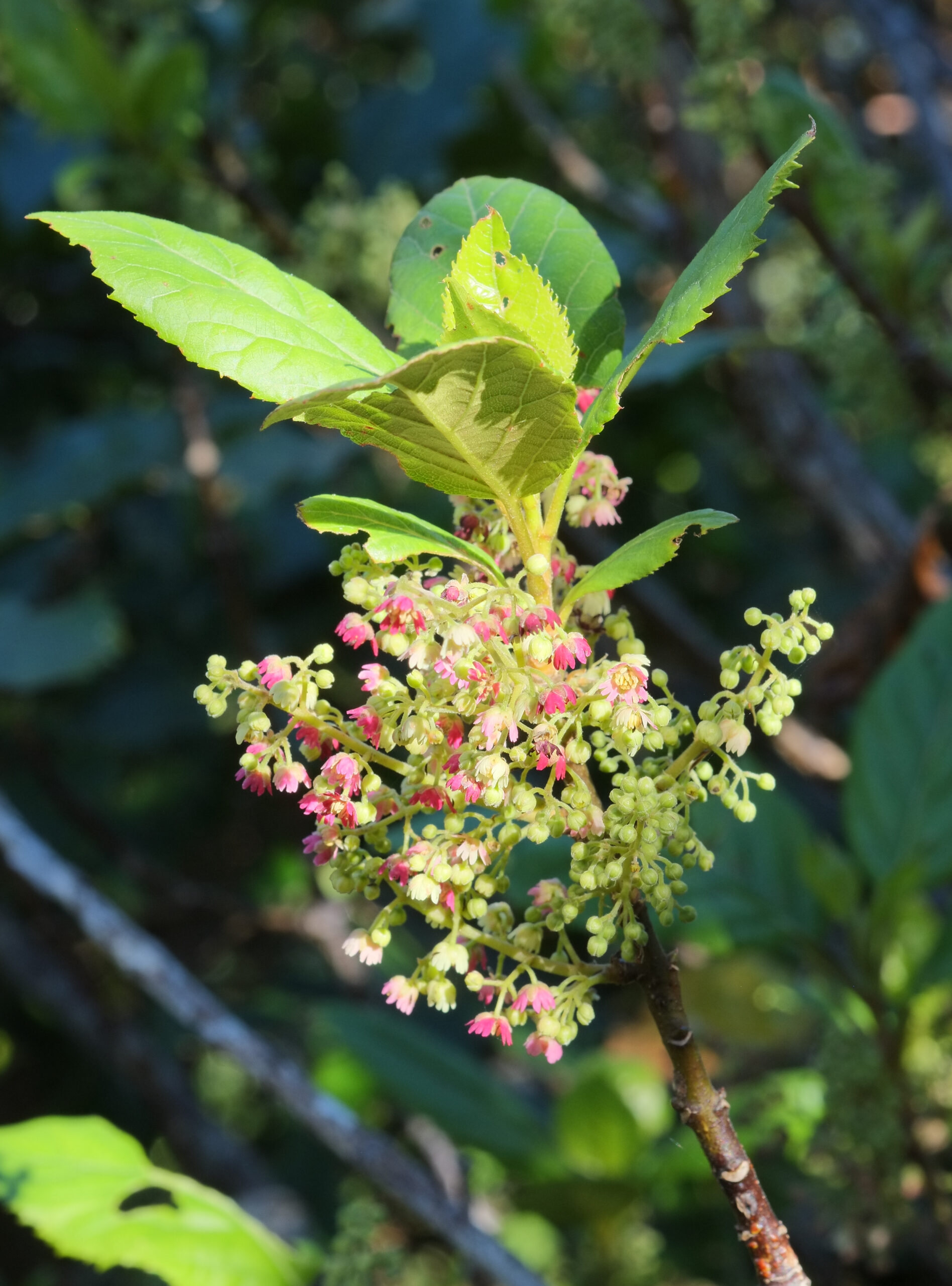 Aristotelia serrata (Wineberry) inflorescence and leaves