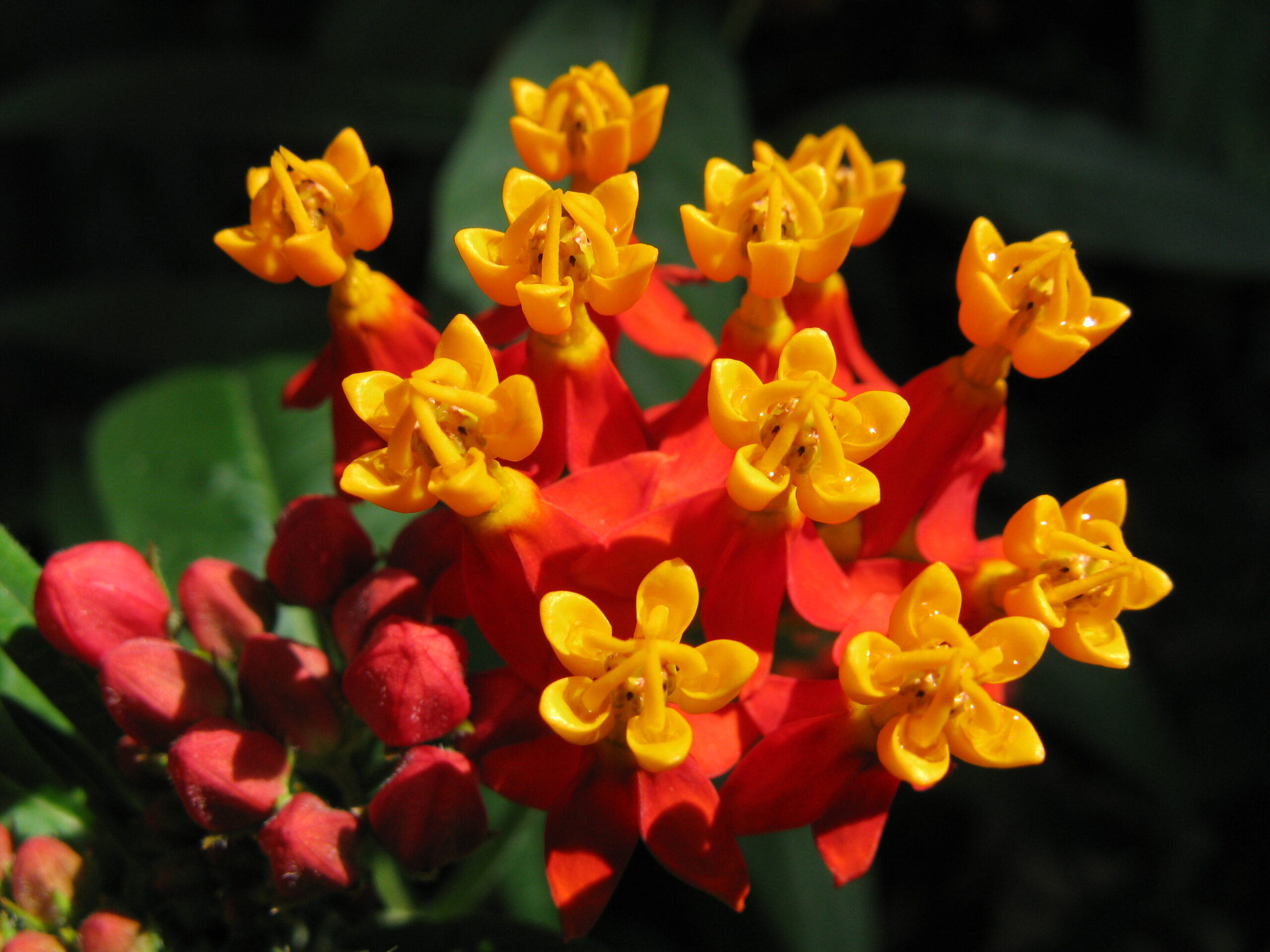 Asclepias curassavica 1854