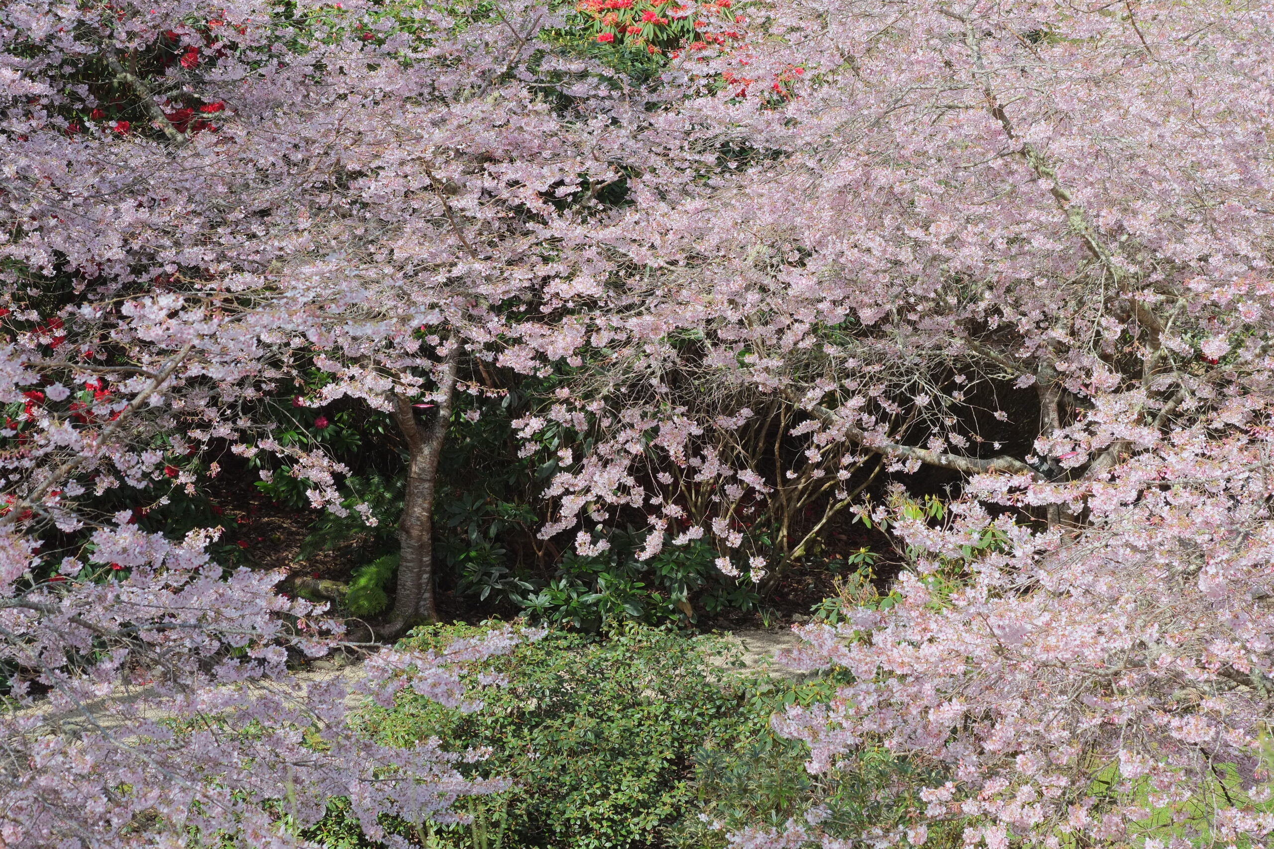 Aston Norwood Gardens full of cherry blossoms