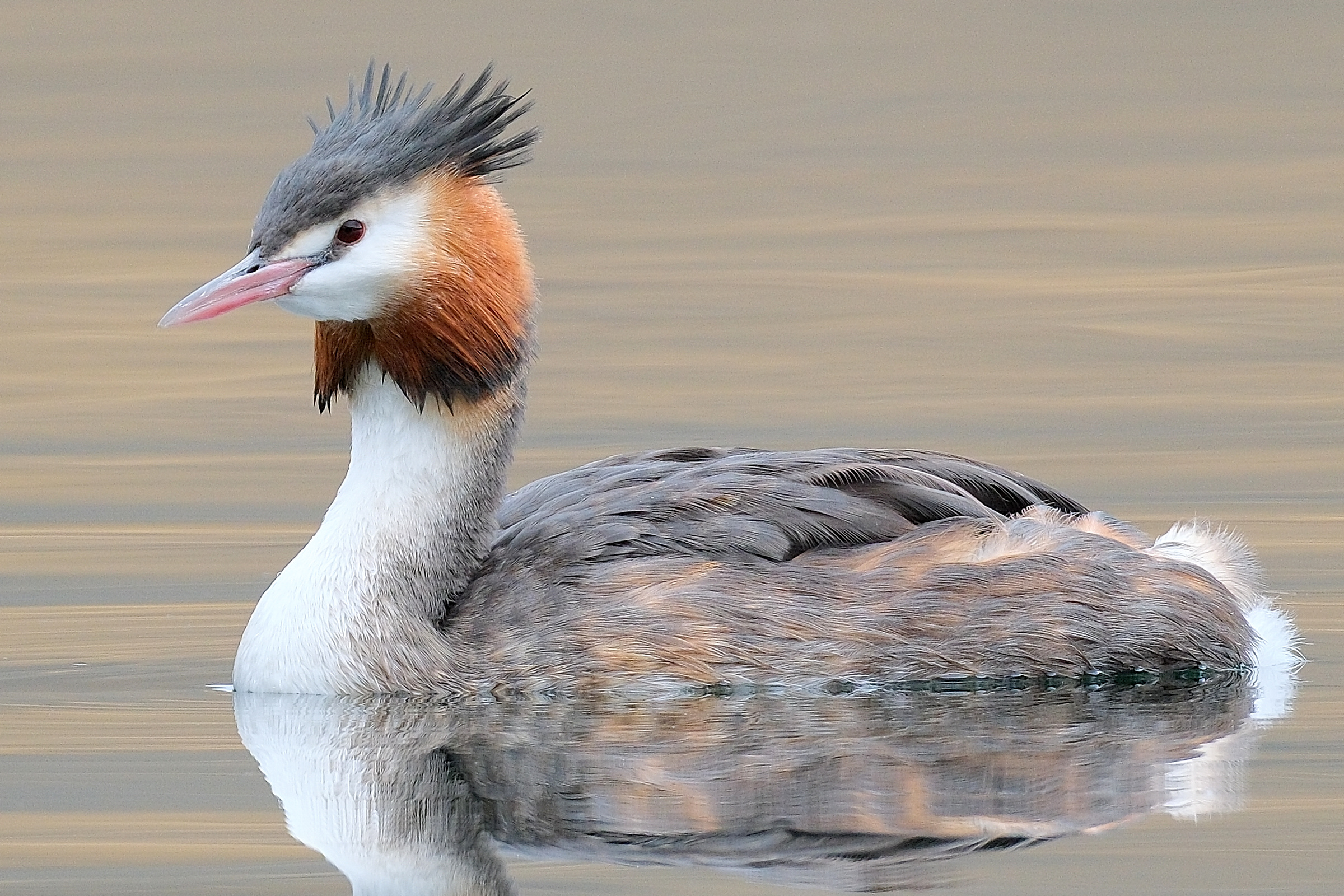 Australasian Crested Grebe swimming in Lake Alexandrina
