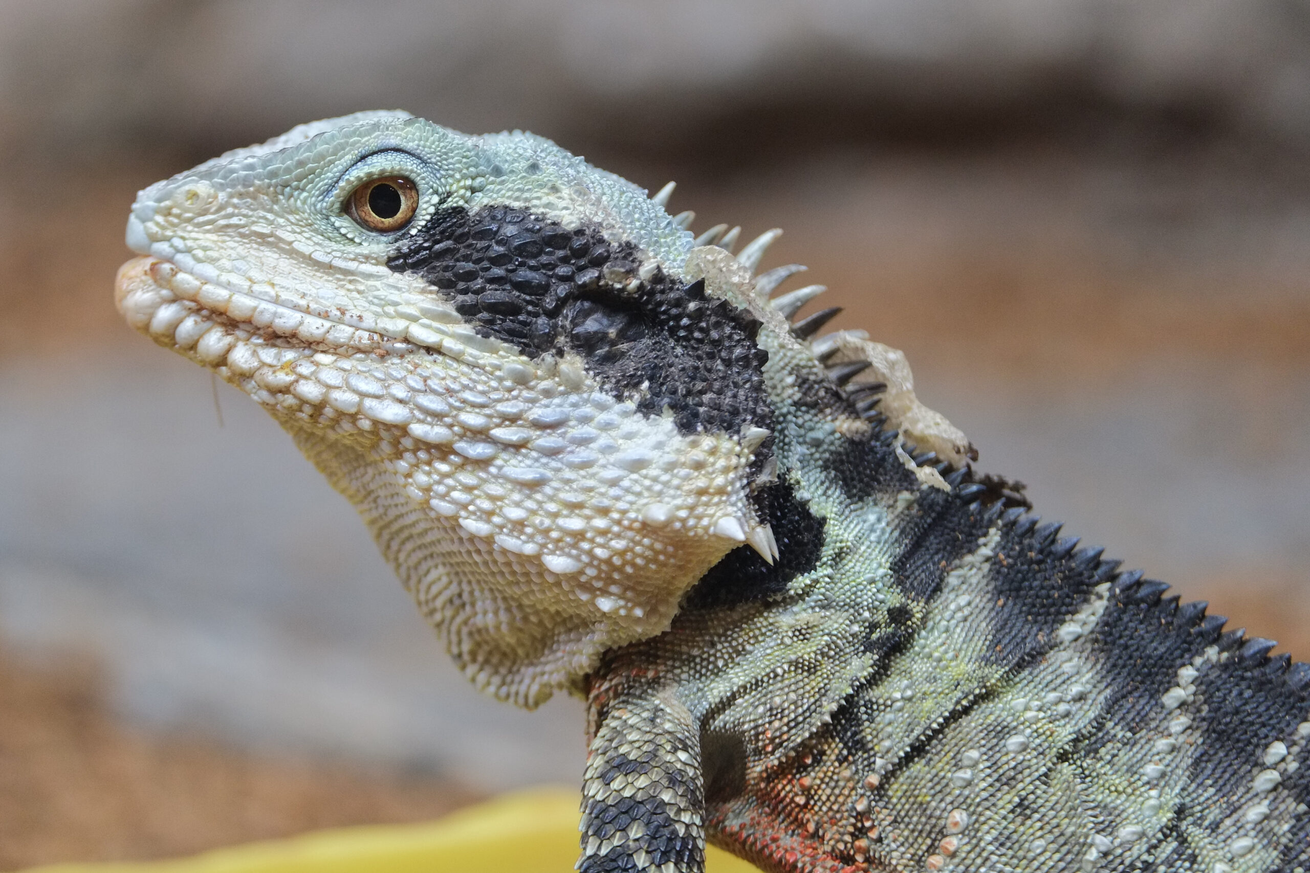 Australian water dragon close-up