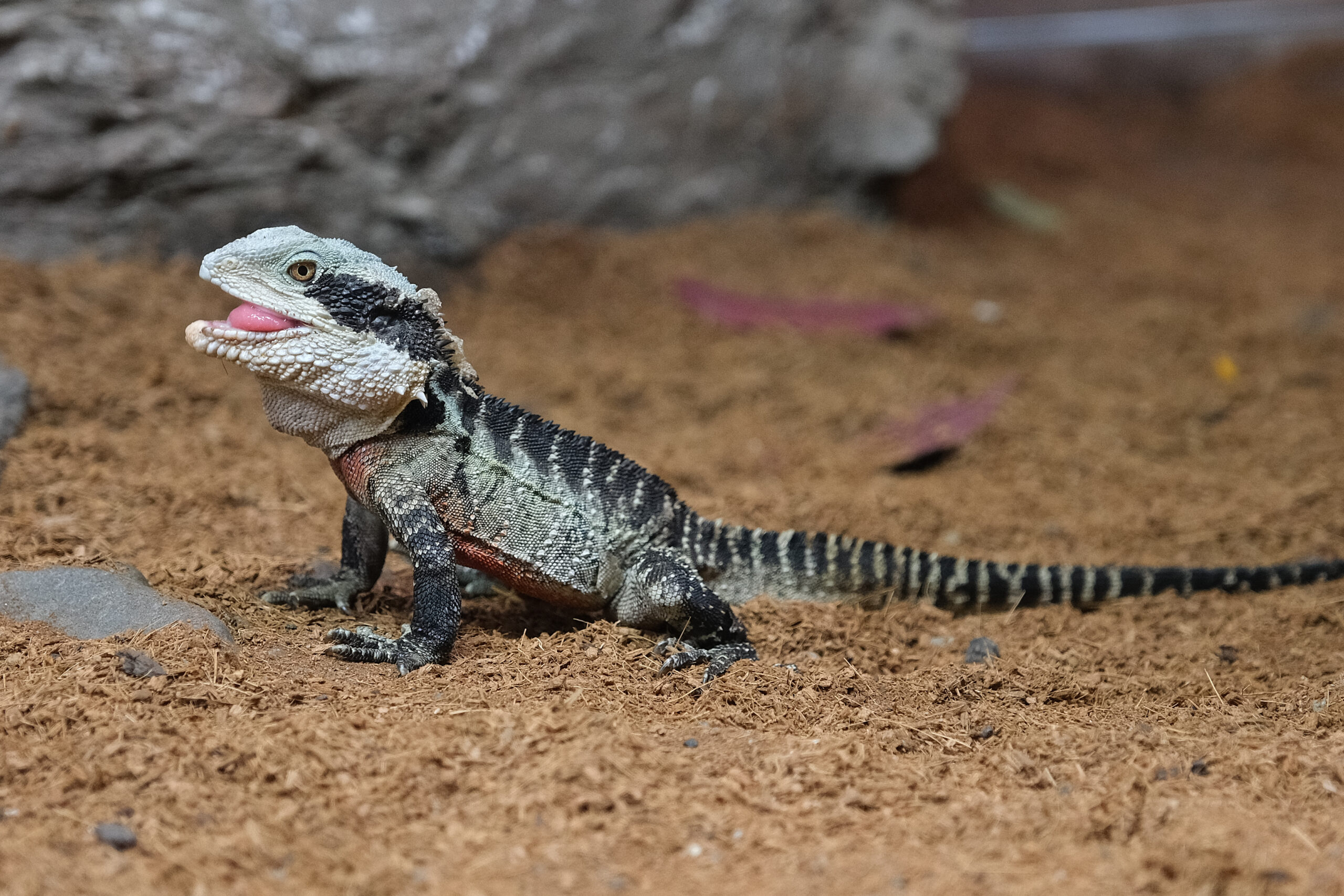 Australian water dragon sitting on the ground
