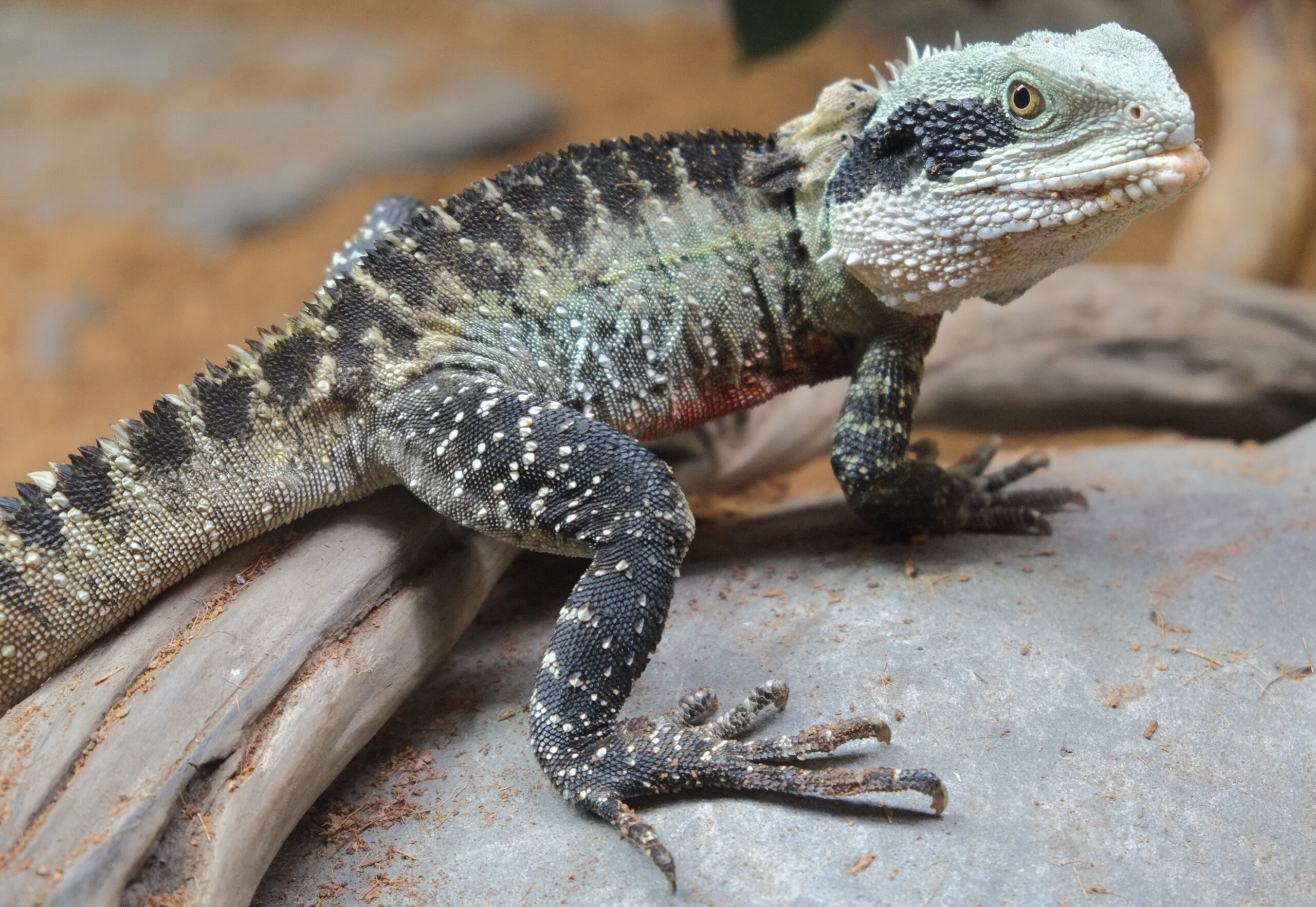 Australian water dragon standing on rock