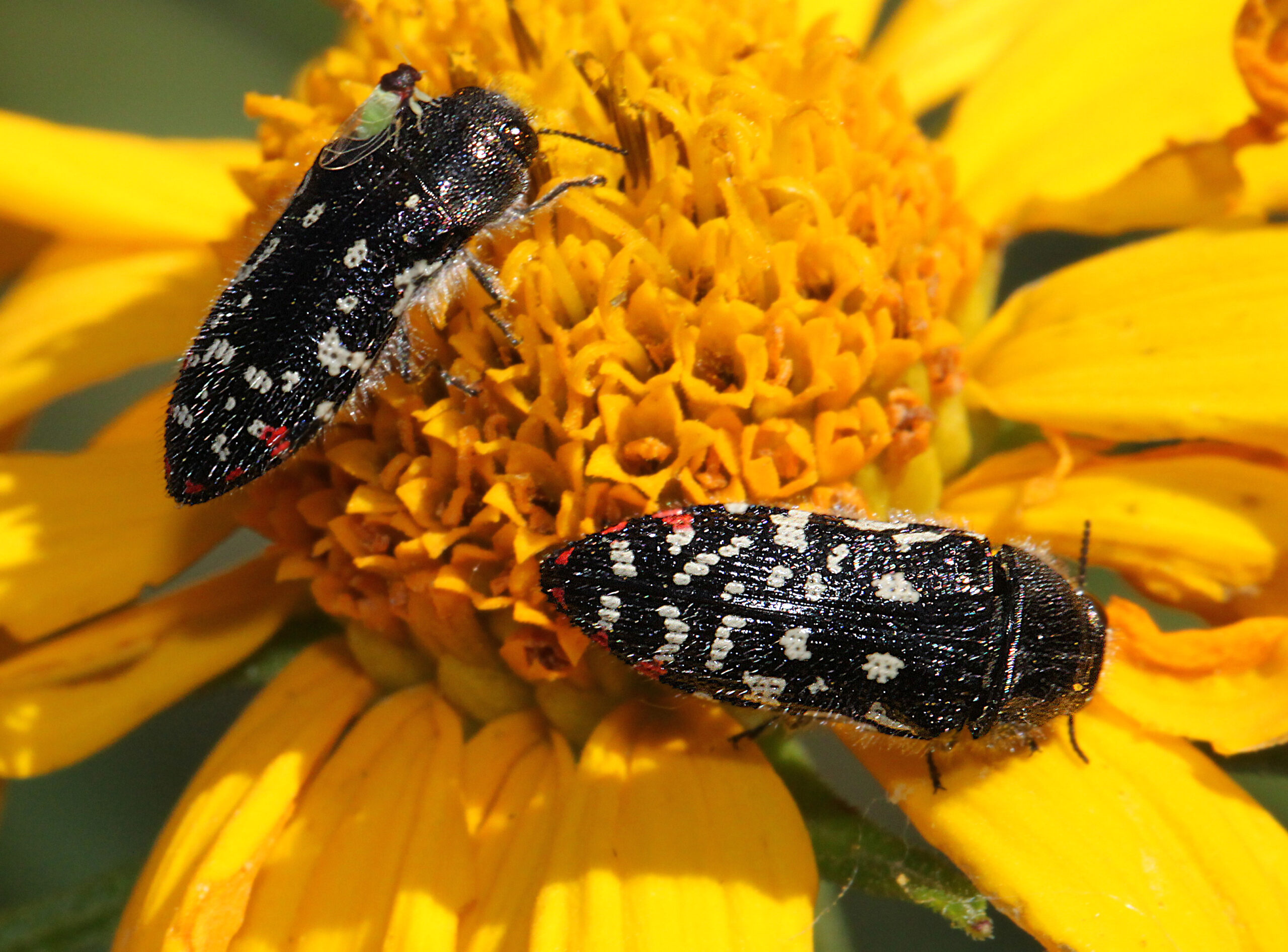 BUG (Acmaeodera sp) (9-4-11) upper humbolt cyn, scc, az -01 (6114184421)
