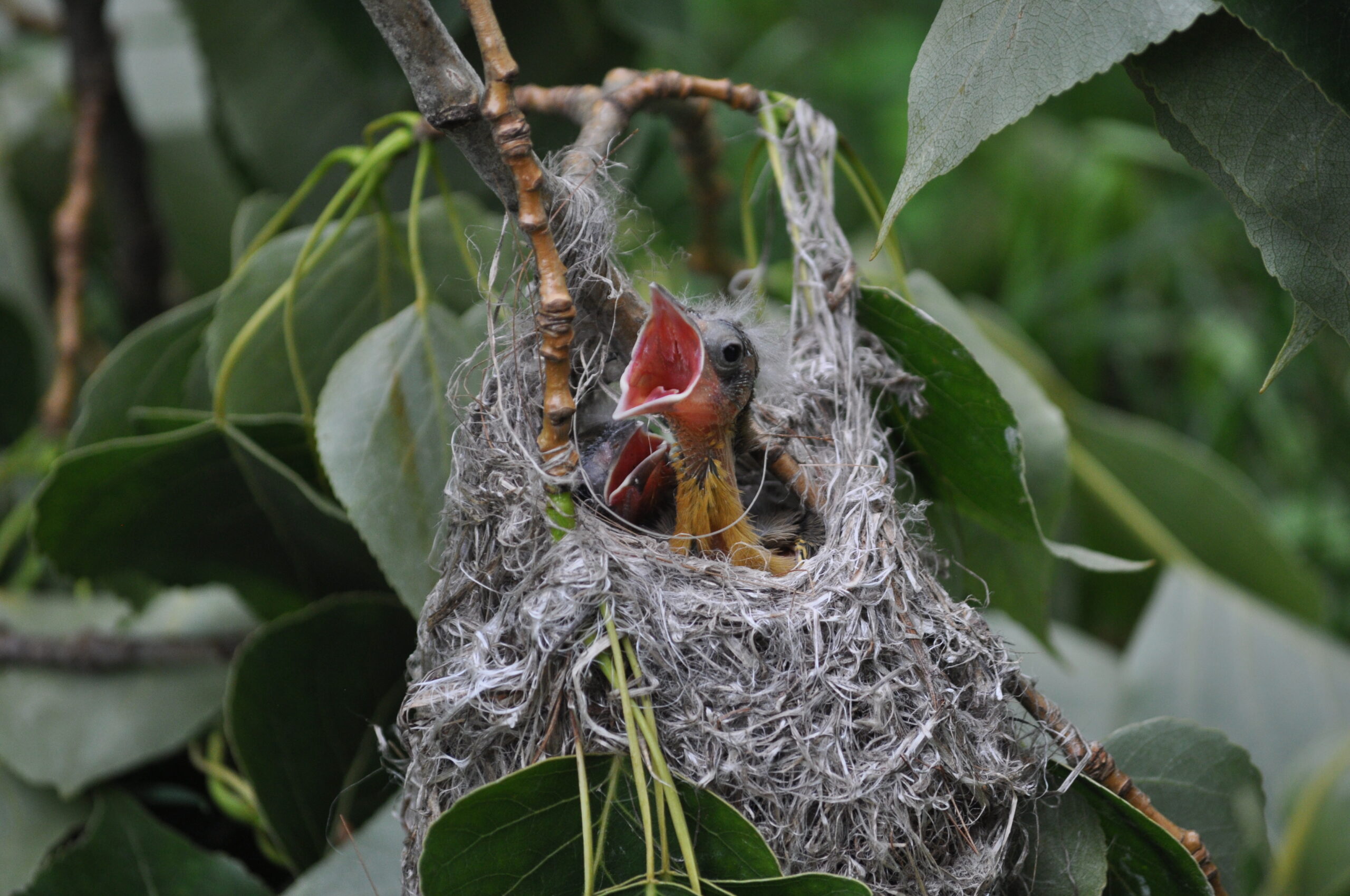 Baltimore Oriole chicks in NY