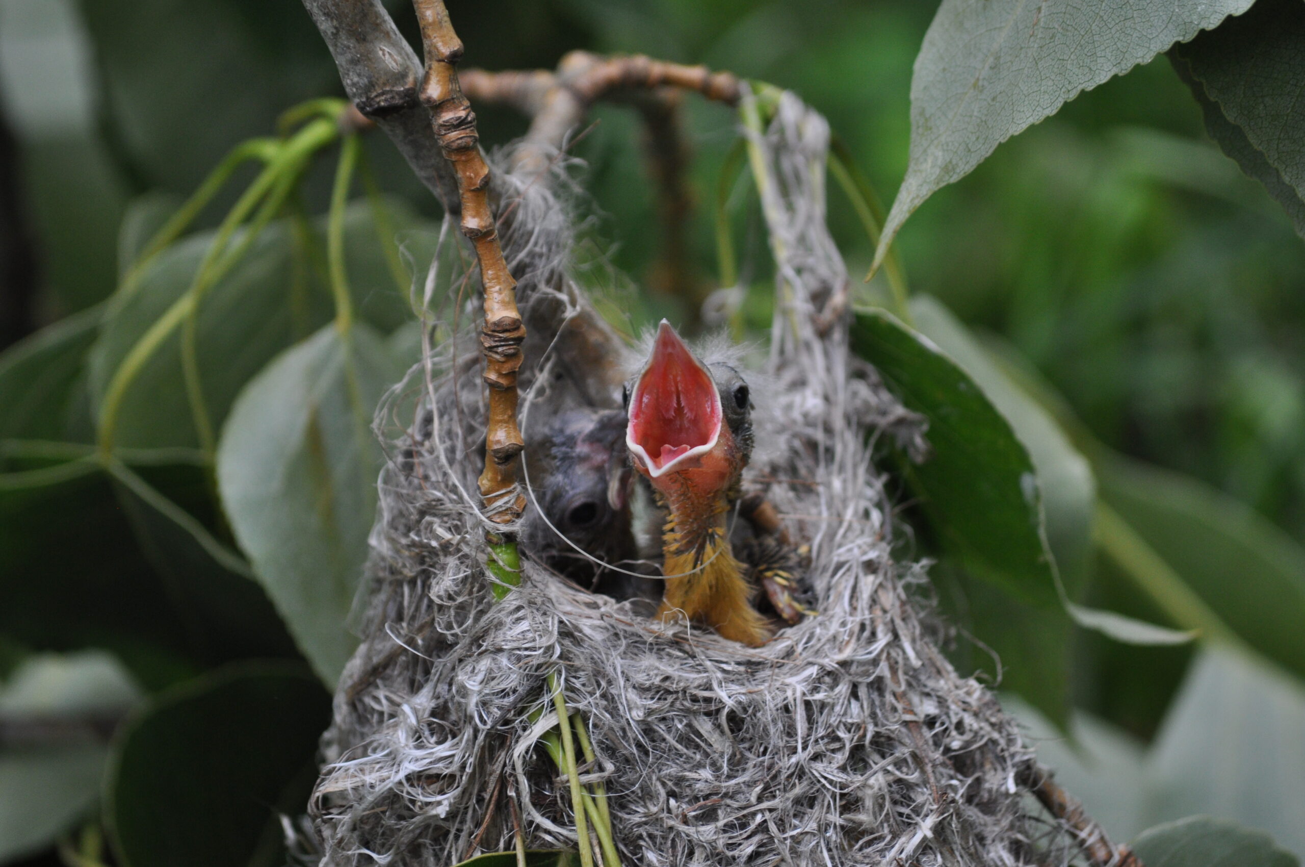 Baltimore Oriole chicks in NY 2