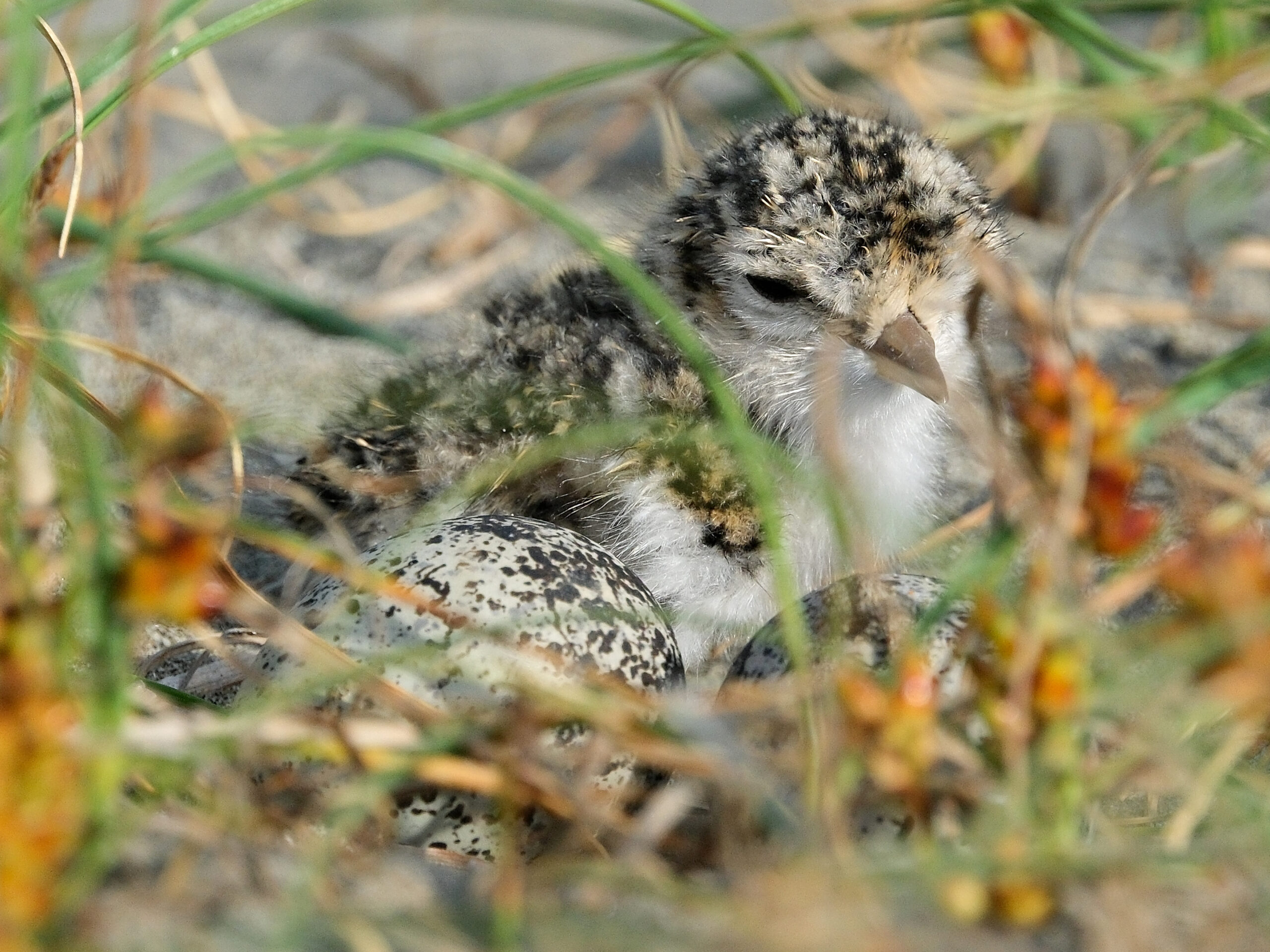 Banded dotterel chick in nest with two eggs