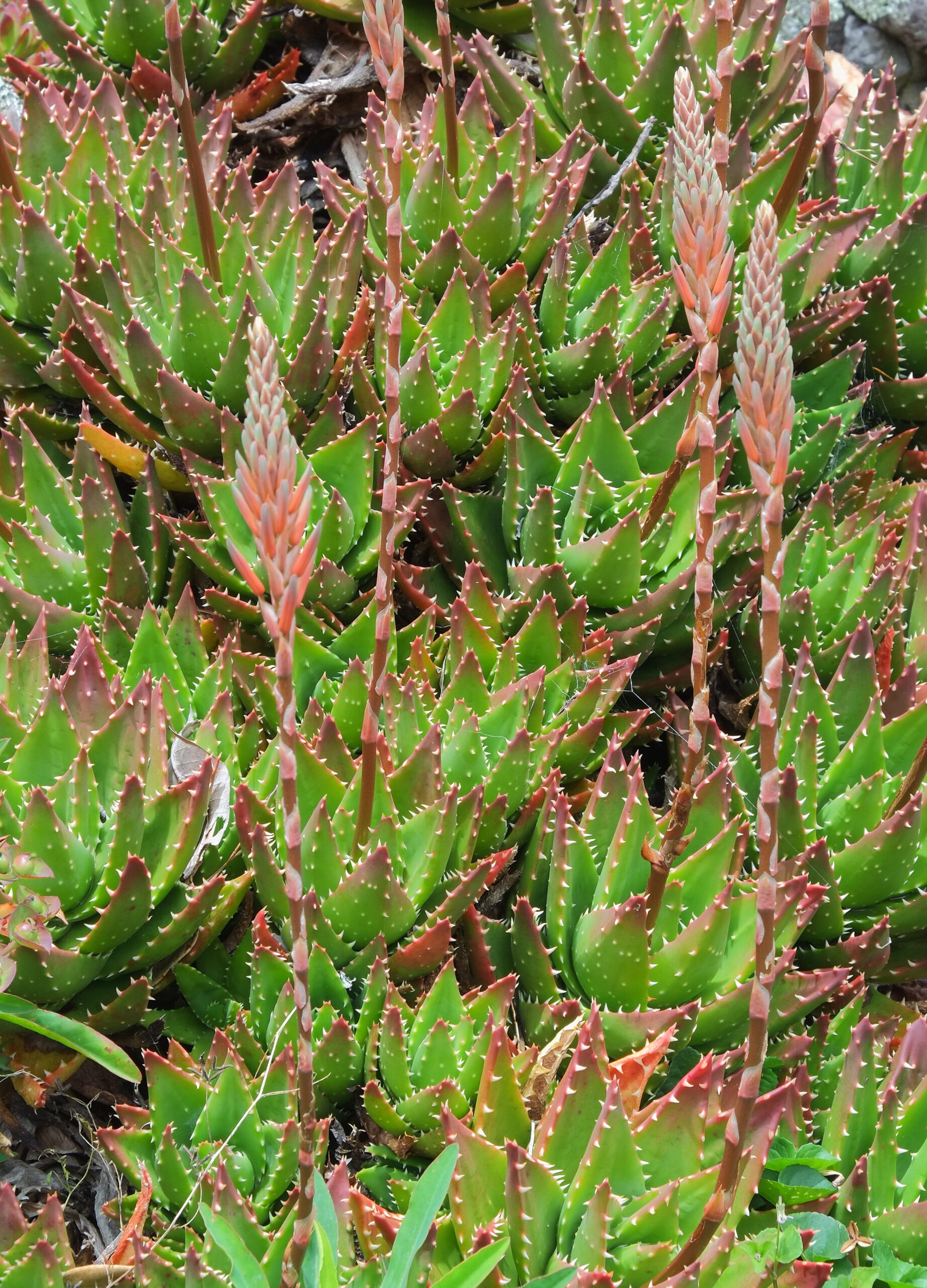 Bank of Mitre aloe (Aloe perfoliata) with unopened flowers
